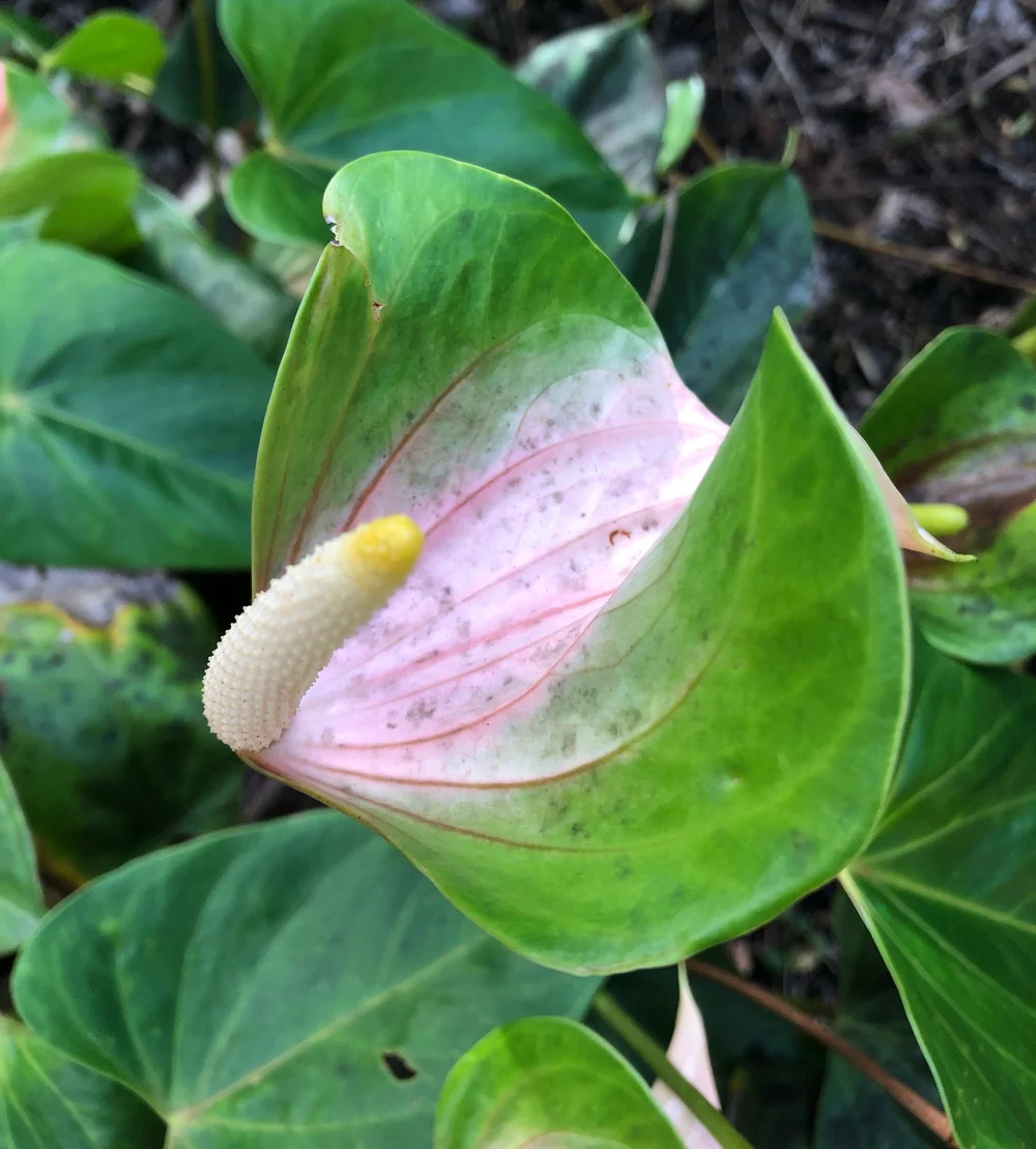 Anthurium 'Hawaiian Butterfly'  Vintage Green Farms with Tom Piergrossi