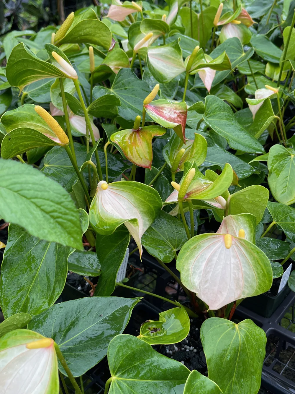 anthurium crystallinum x magnificum Anthurium Crystallinum x Magnificum 3” – Rare Foliage Plant Co