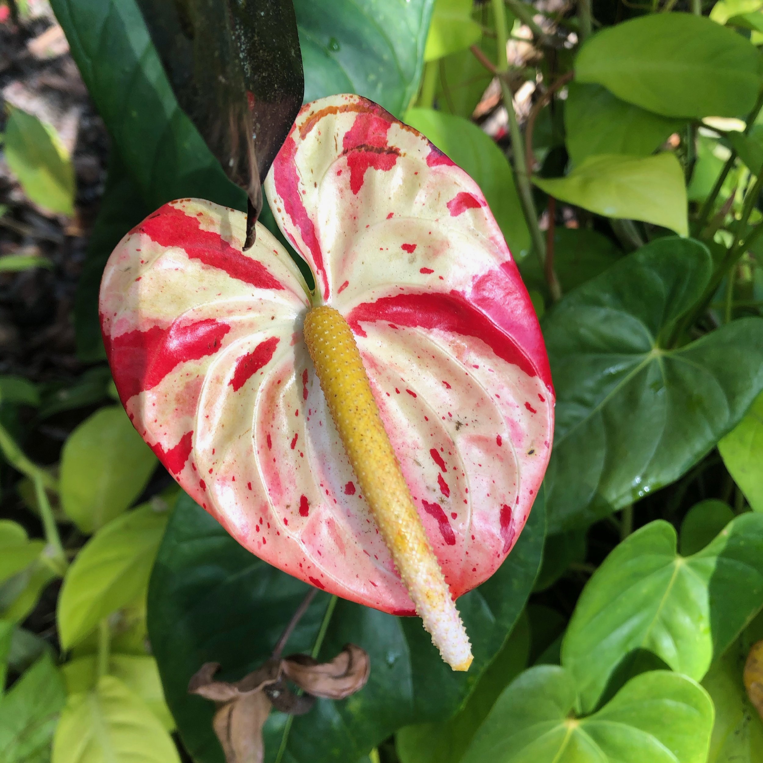 Anthurium 'Koishibori' (1).jpeg