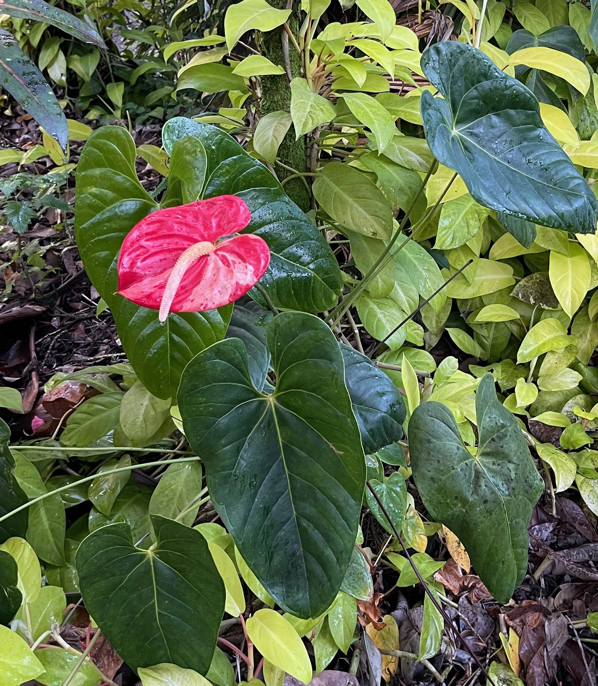Anthurium 'Koishibori' (2).jpeg