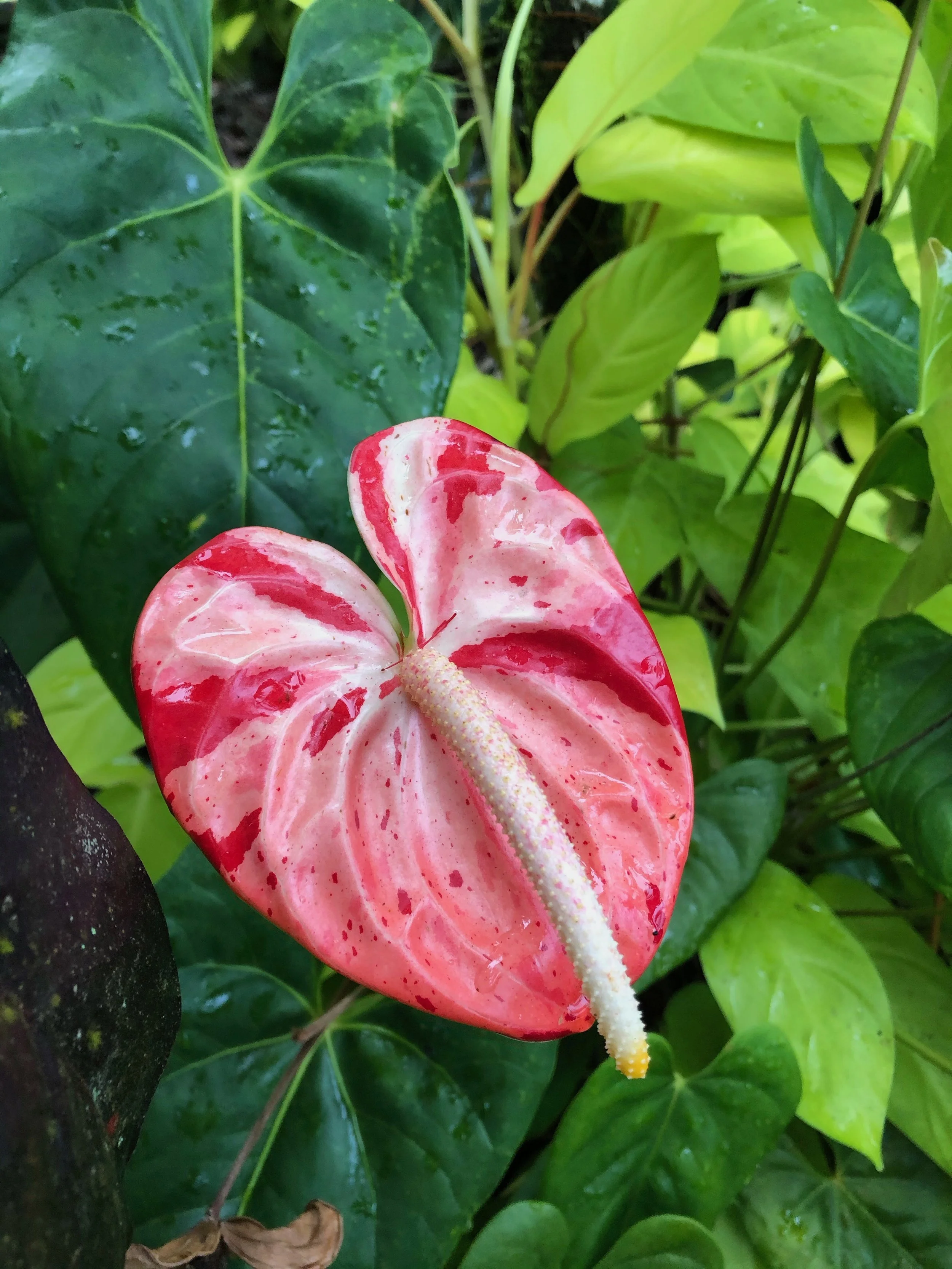 Anthurium 'Koishibori'.jpeg