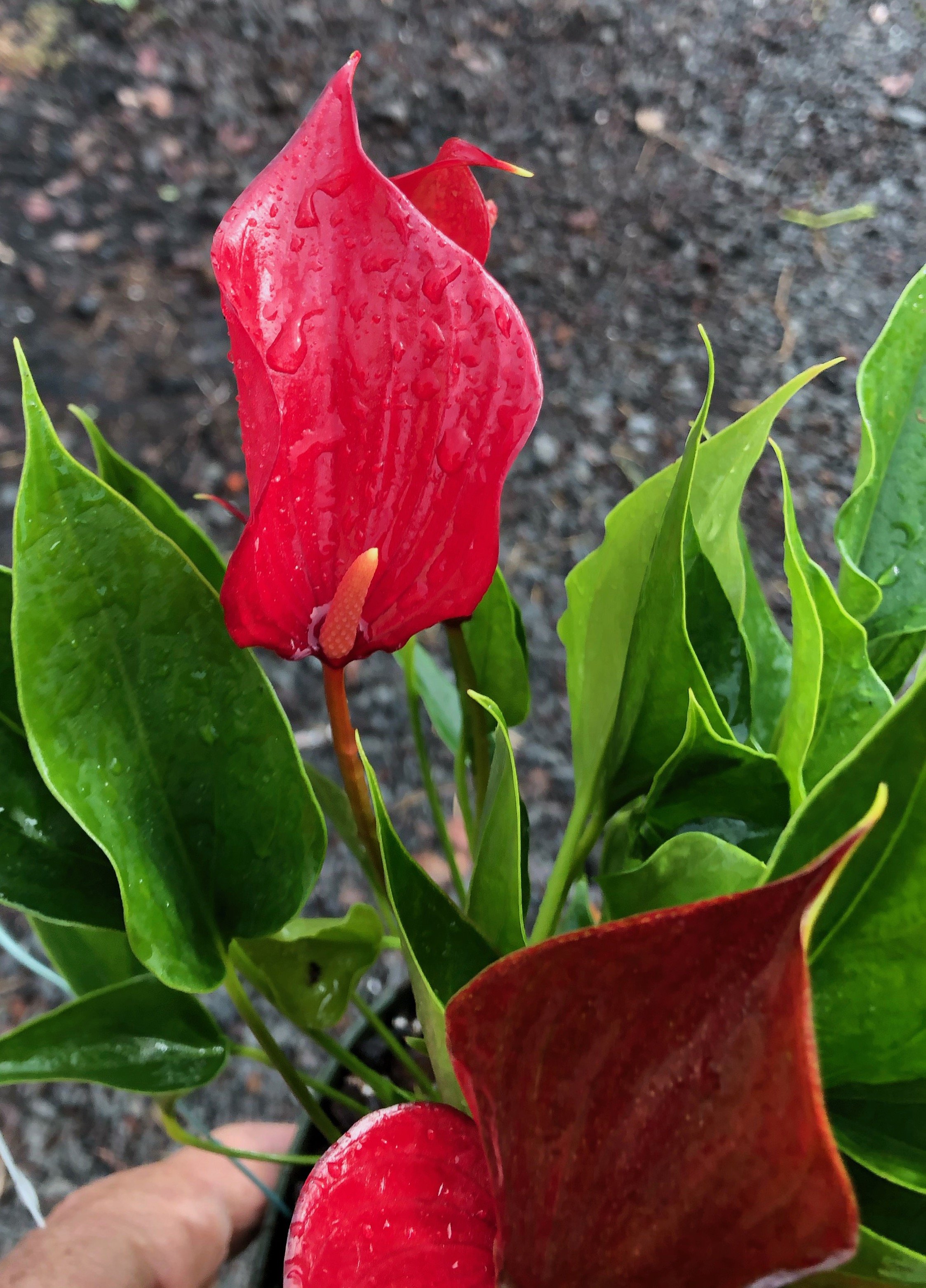 Anthurium 'Million Flowers Bordeaux'9.jpeg