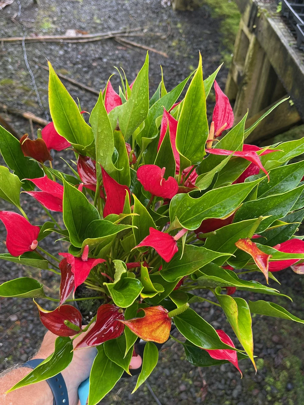 Anthurium 'Million Flowers Bordeaux'  Vintage Green Farms with Tom  Piergrossi