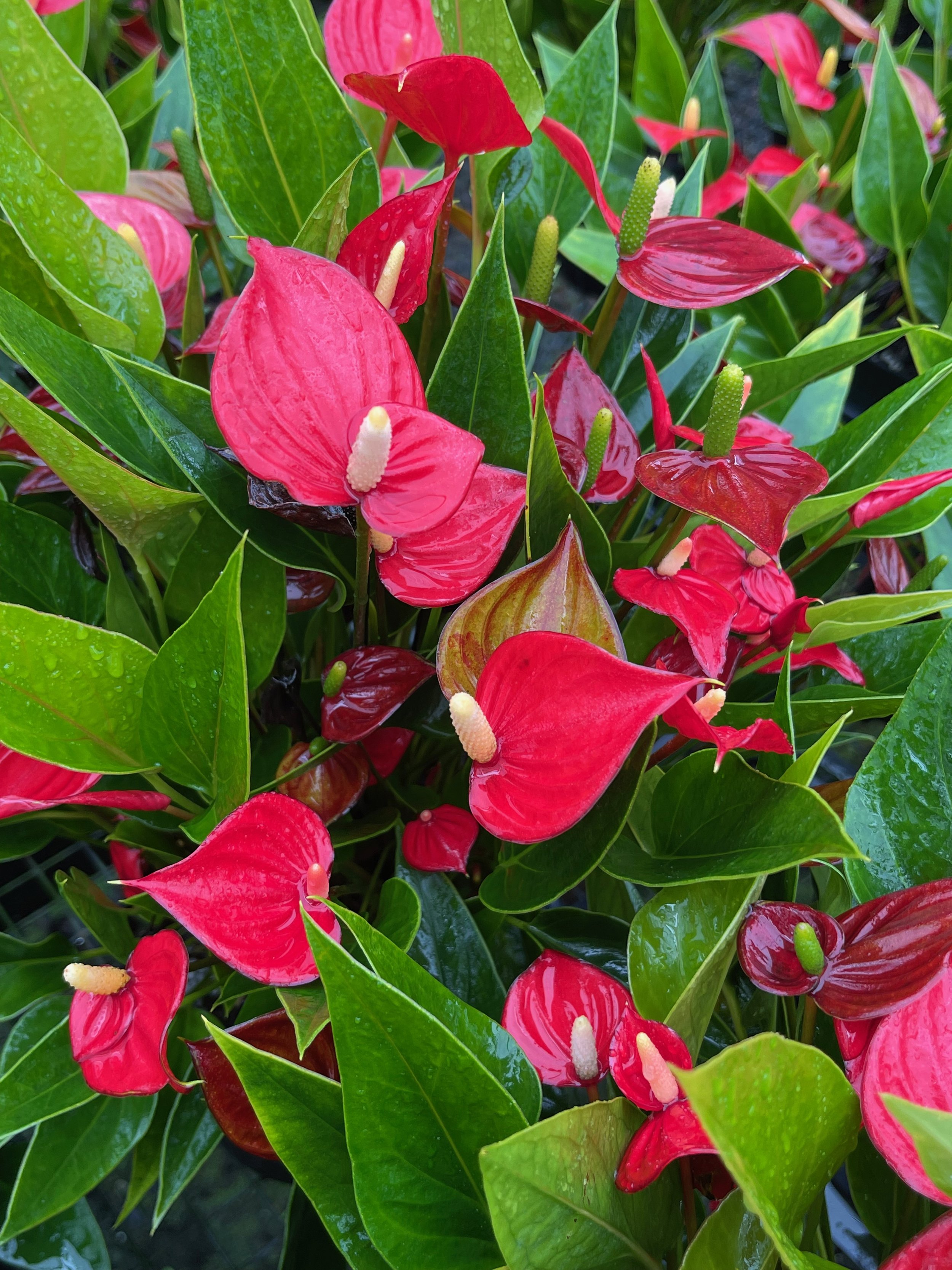 Anthurium 'Million Flowers Red' (1).jpeg