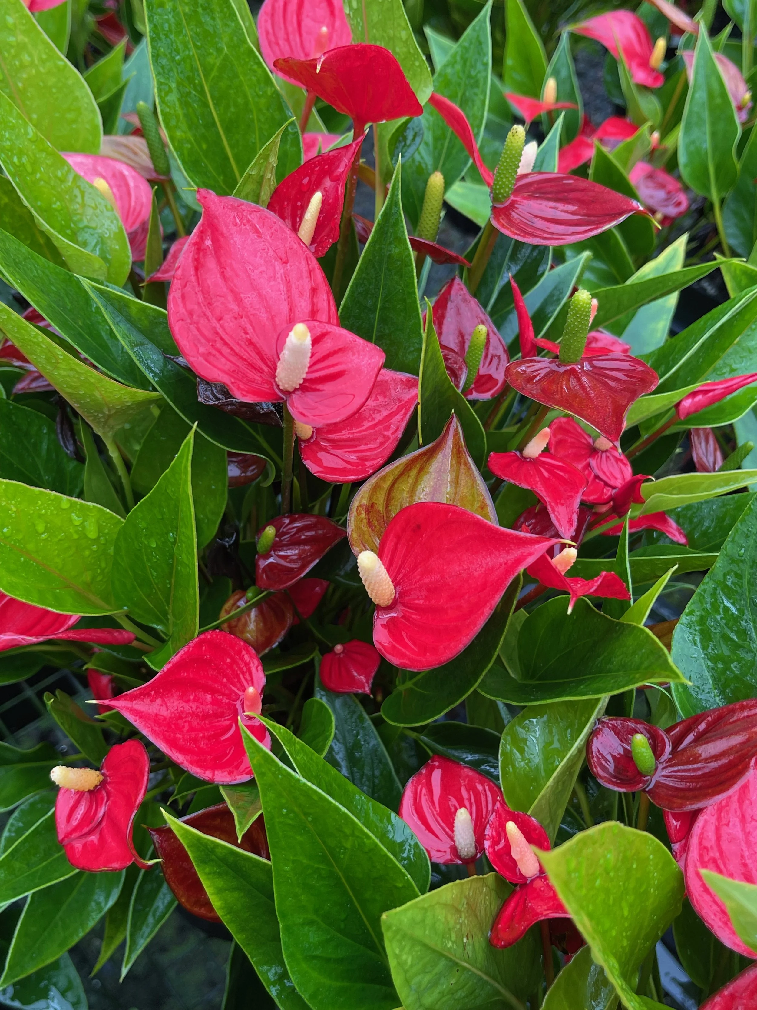 Anthurium 'Million Flowers Red' — Vintage Green Farms with Tom Piergrossi