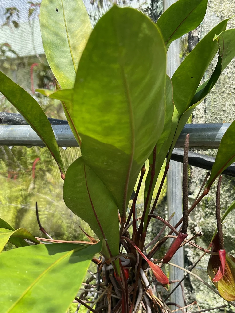 dracaena plants for sale 7-10FT Dracaena Marginata Stump  Dahing Plants
