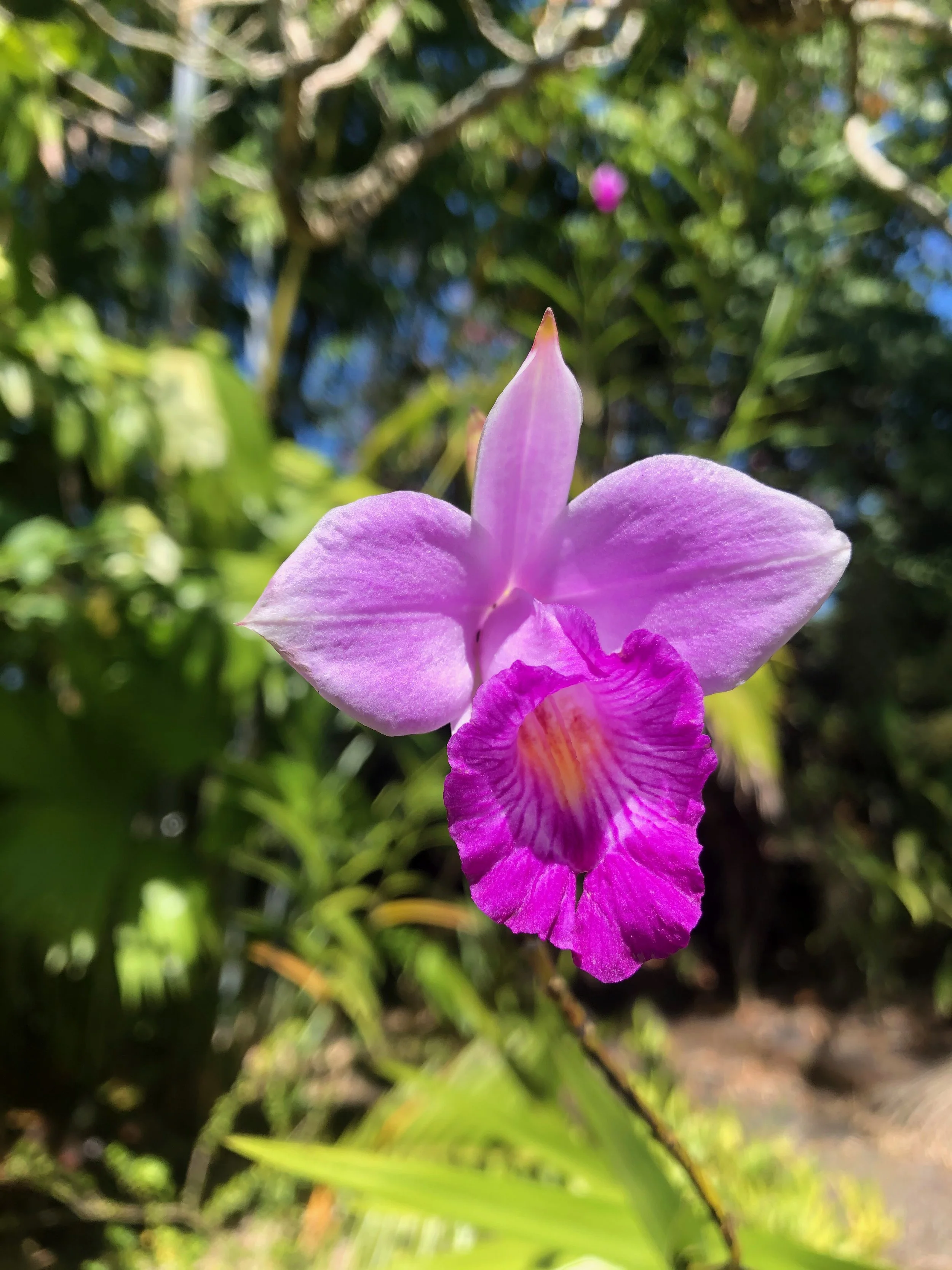 Arundina bambusifolia (Giant Form) (1).jpeg