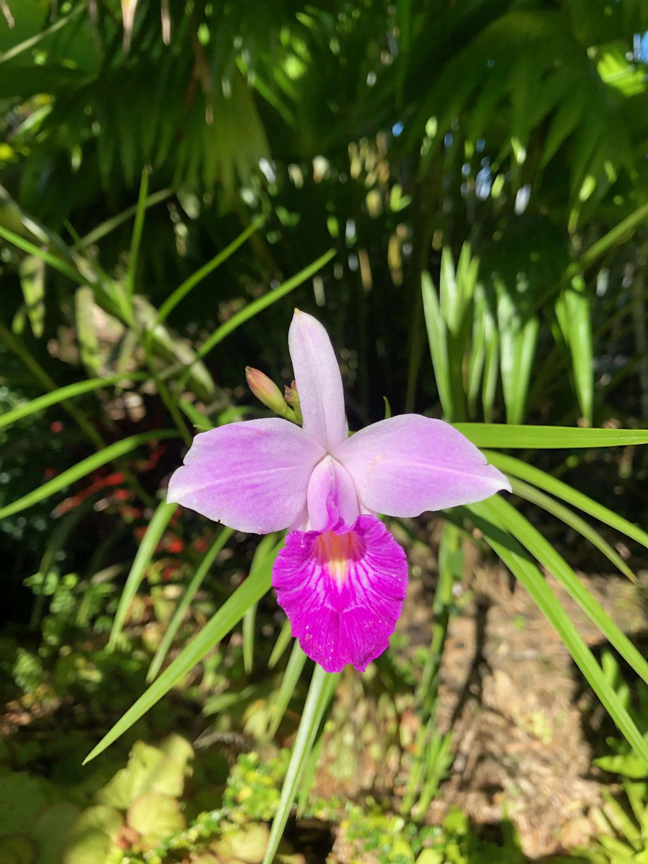 Arundina bambusifolia (Giant Form).jpeg