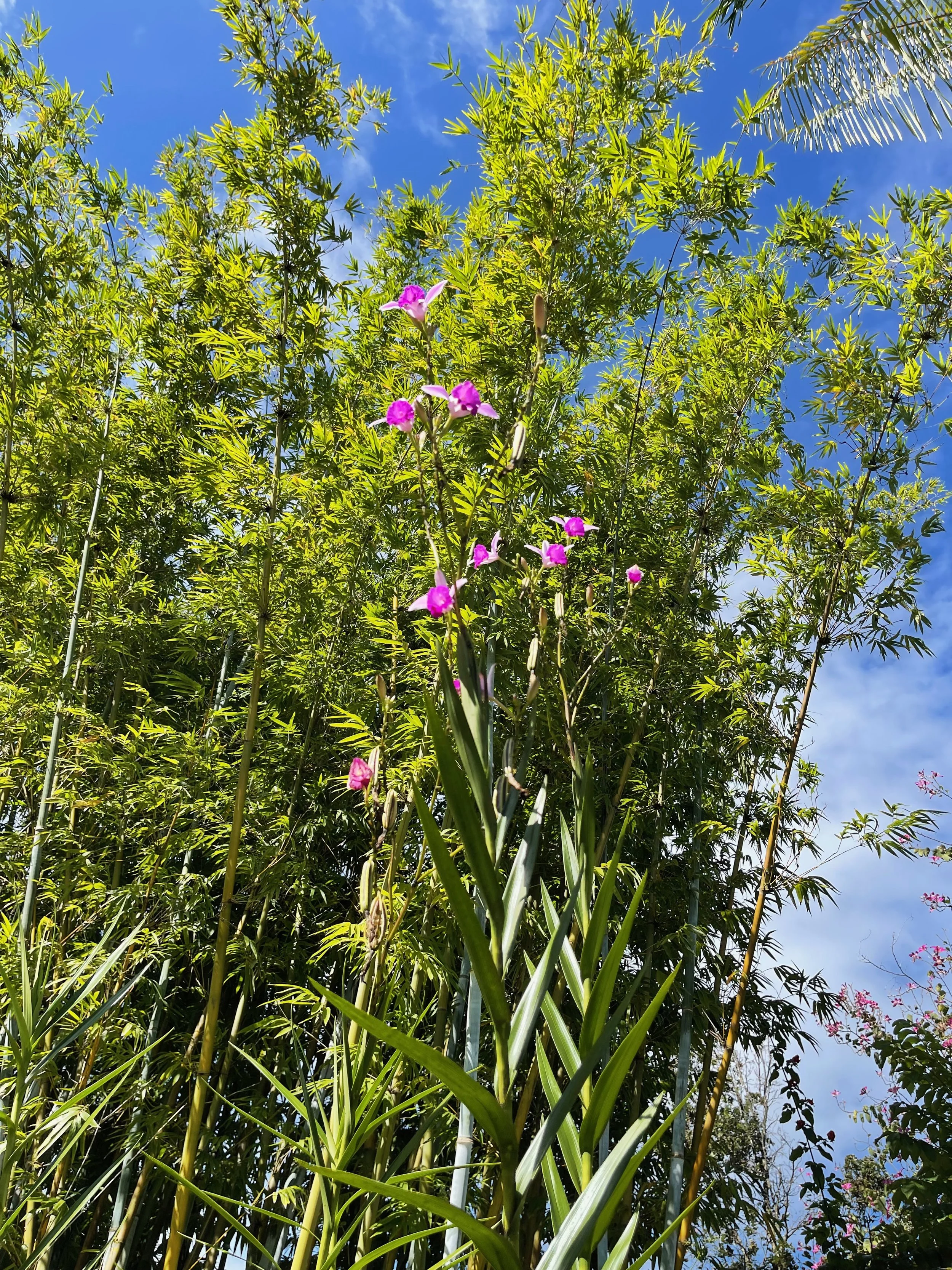 Arundina bambusifolia (Giant Form) (3).jpeg