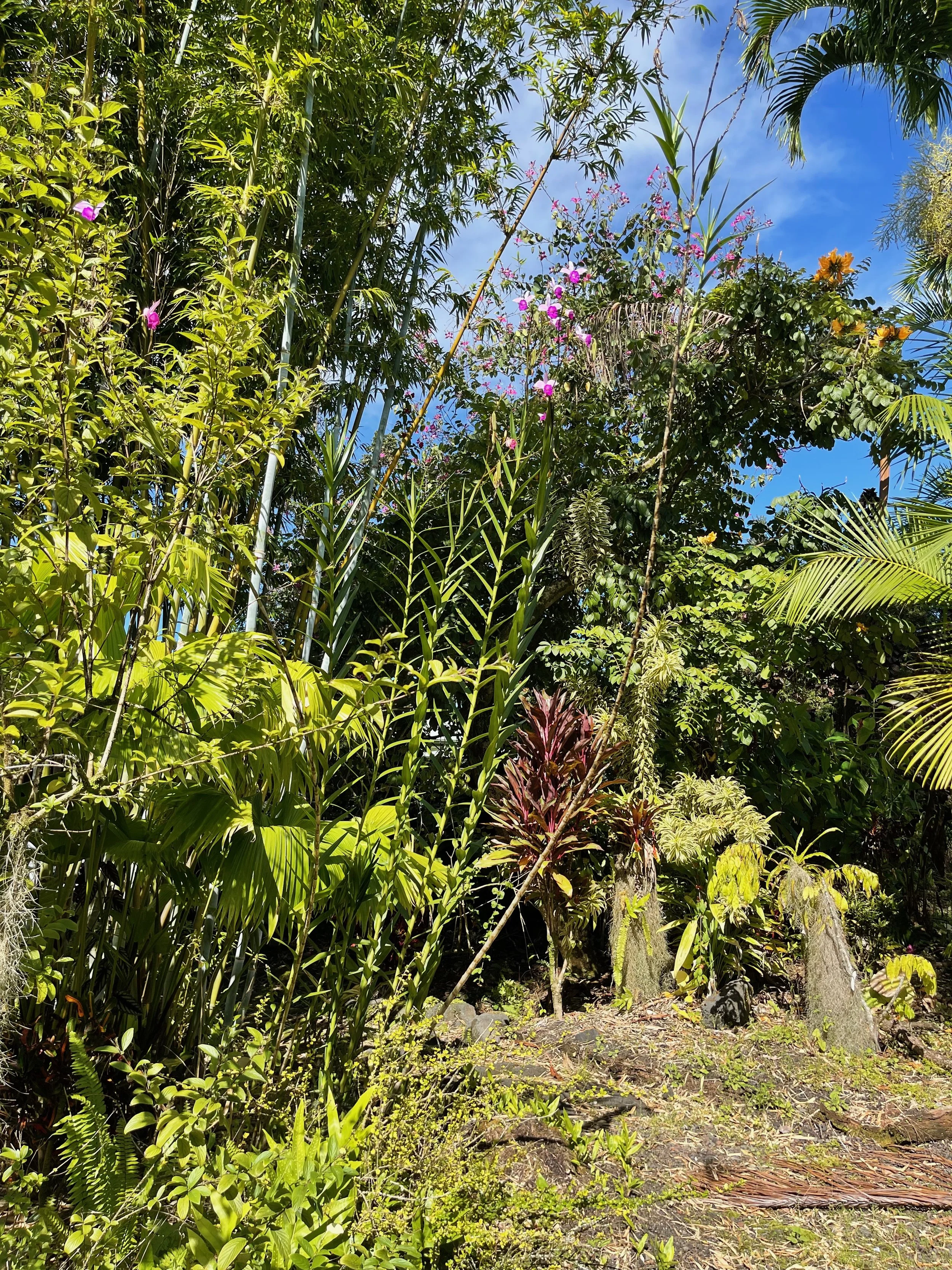 Arundina bambusifolia (Giant Form) (2).jpeg