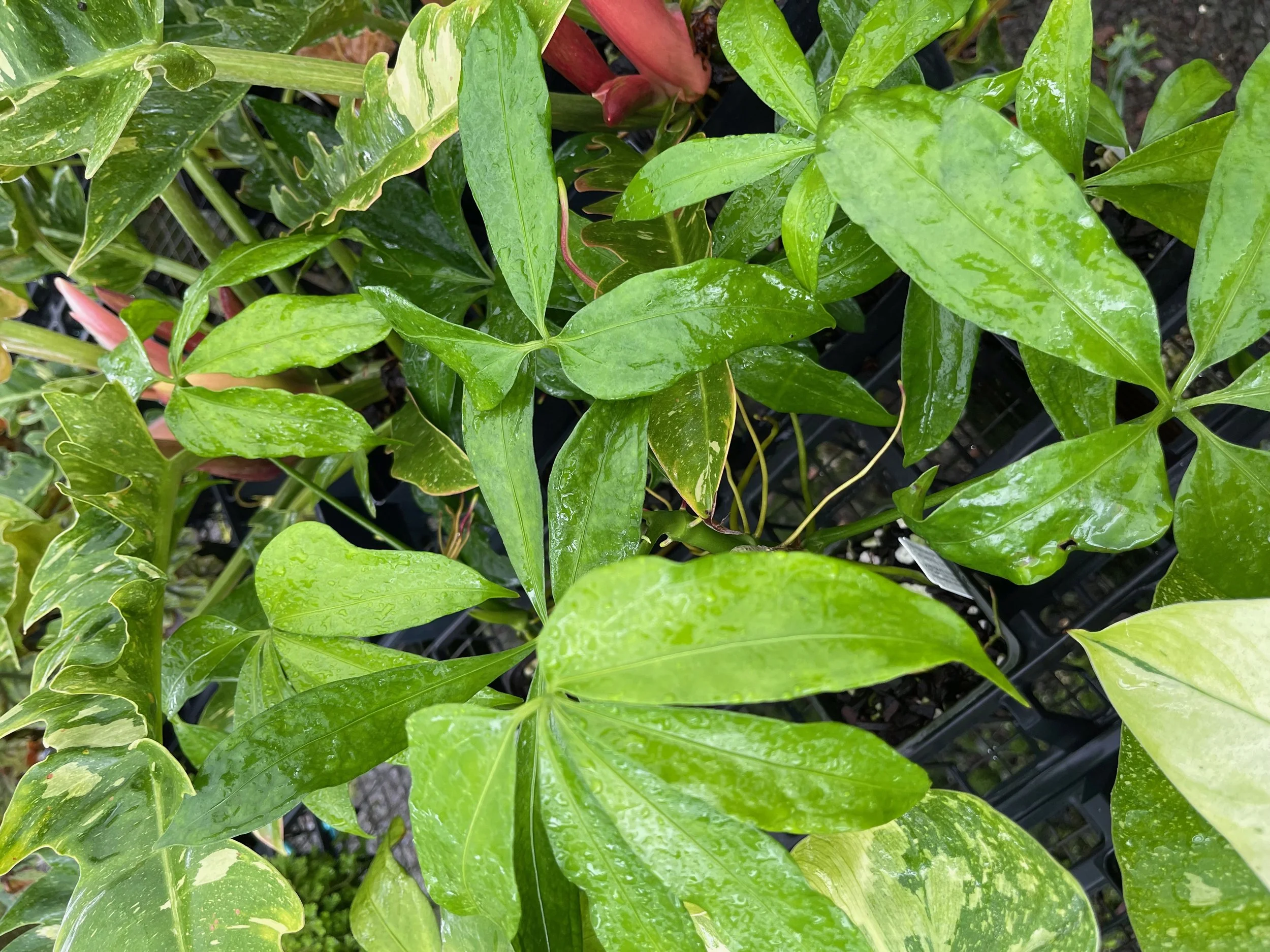 Anthurium pentaphyllum (2).jpeg
