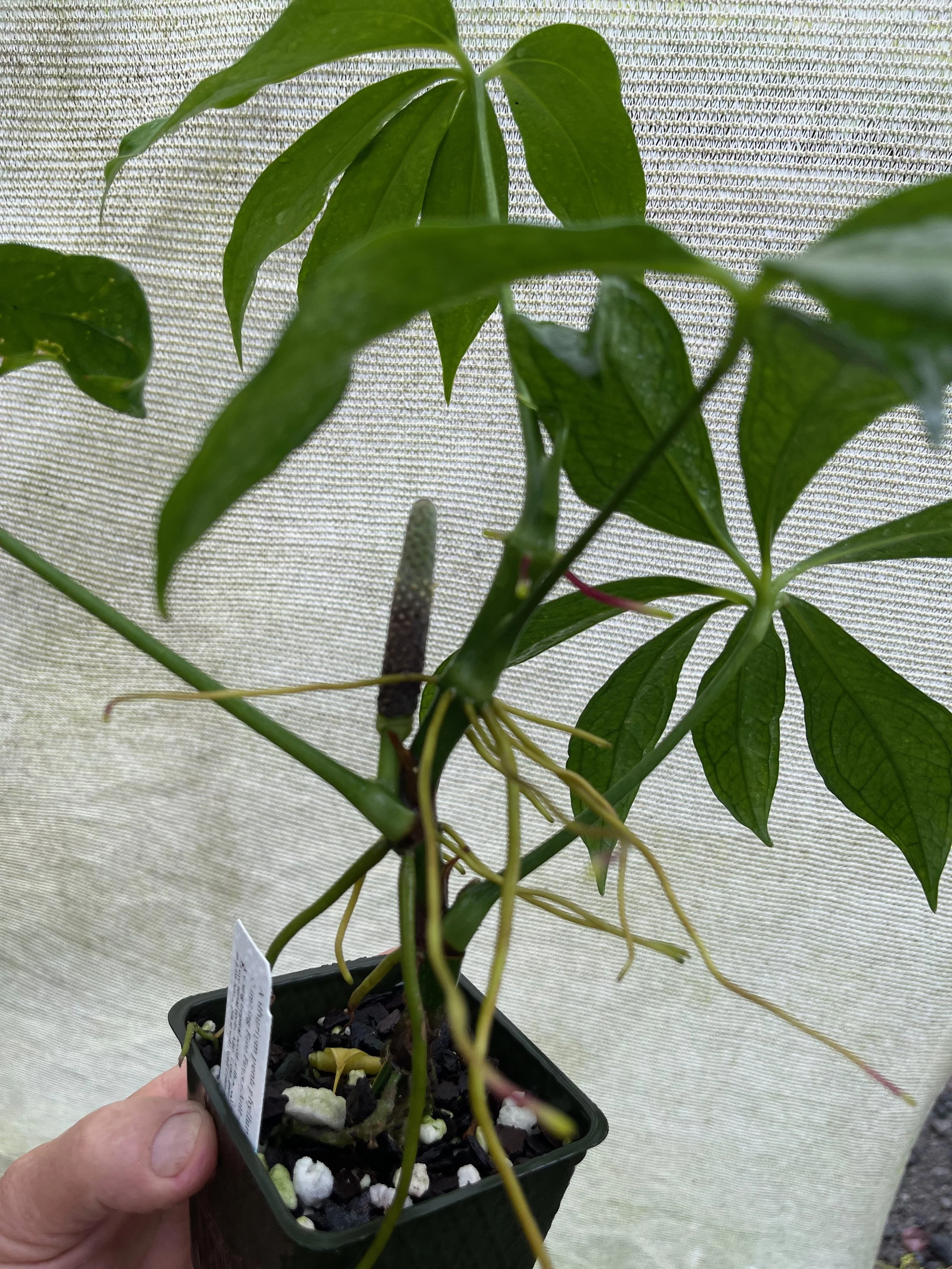 Anthurium pentaphyllum (1).jpeg