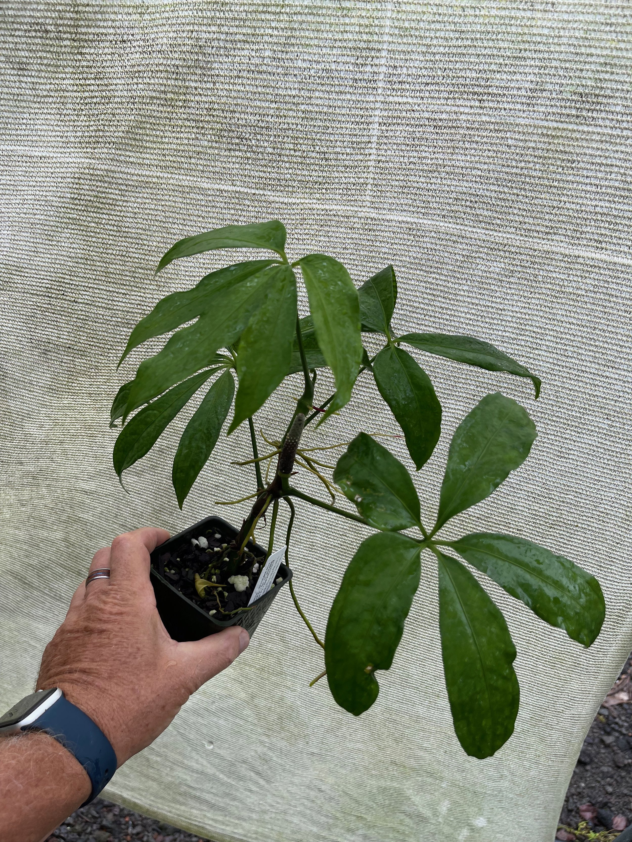 Anthurium pentaphyllum.jpeg