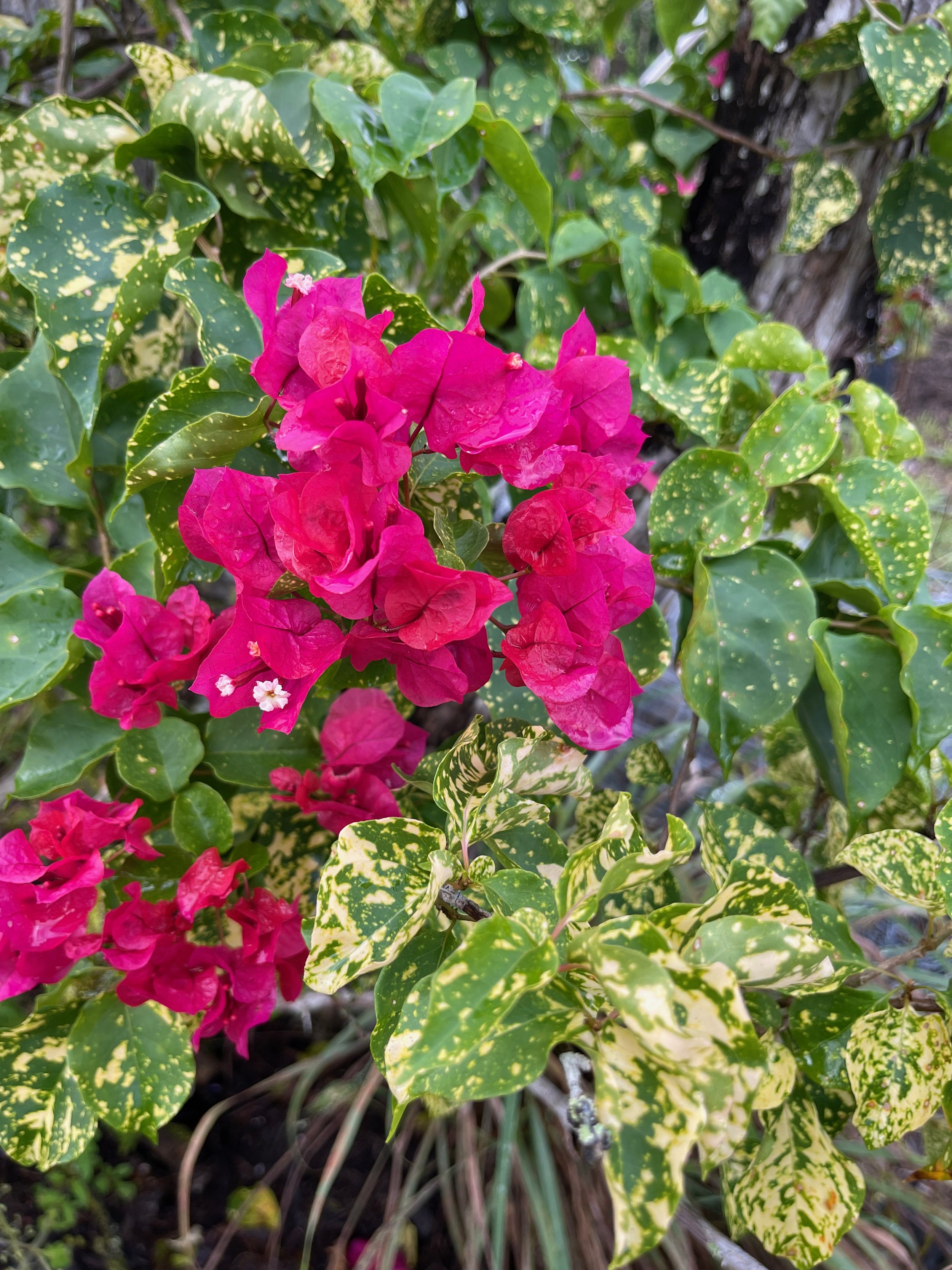 Bougainvillea (Golden Spotted Pink).jpeg