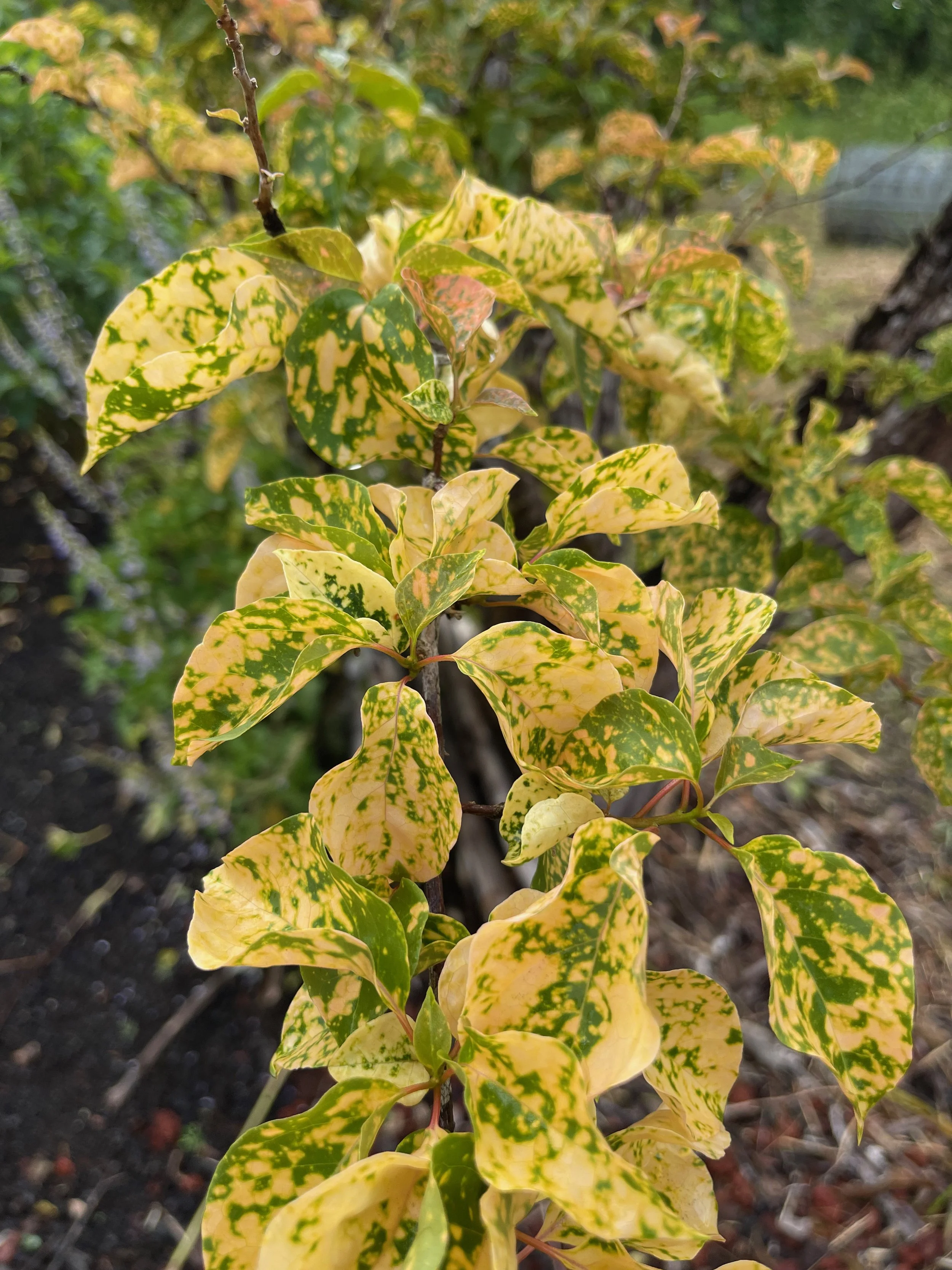 Bougainvillea (Golden Spotted Pink) 'Diamond Red', (1).jpeg