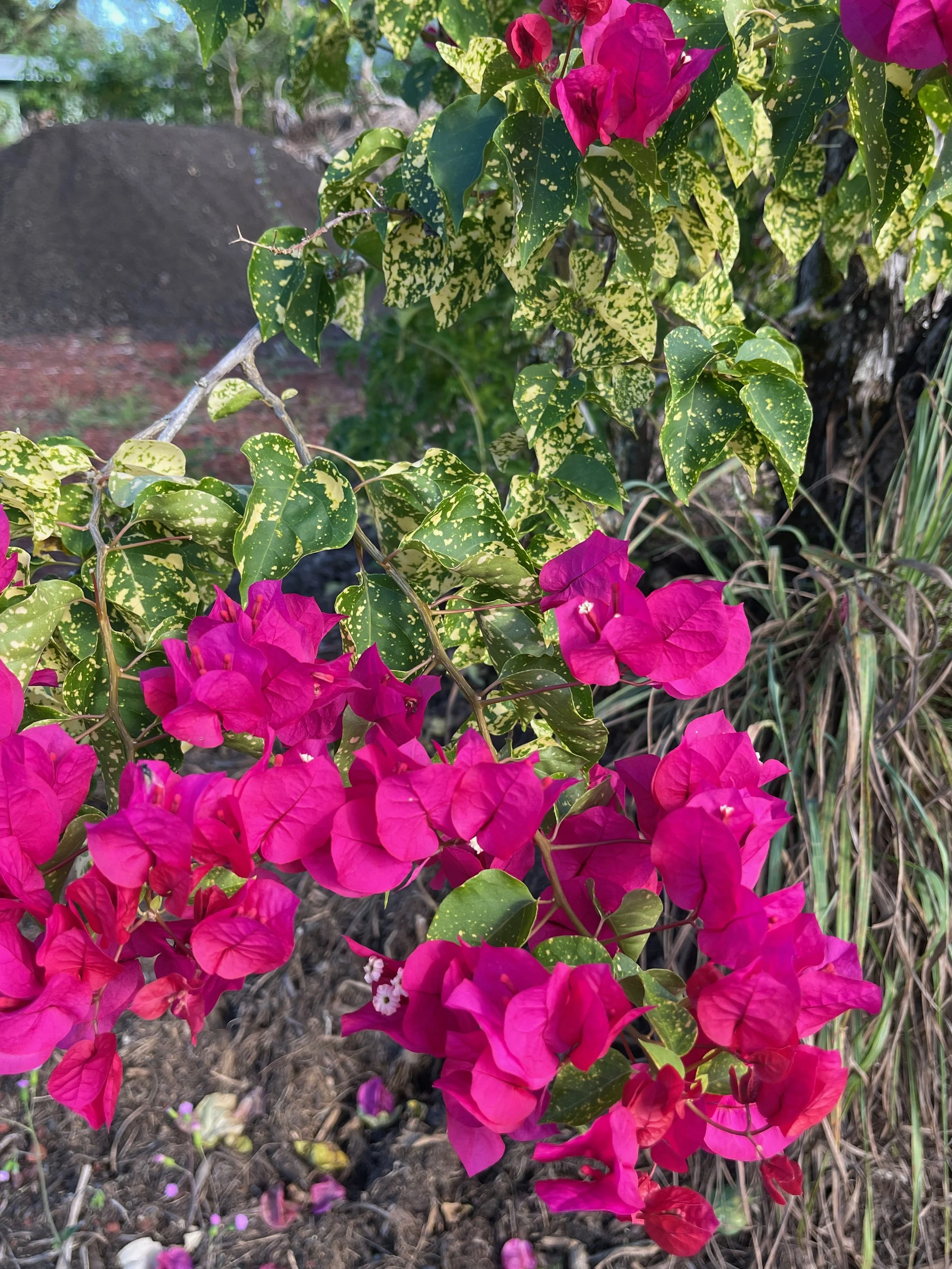 Bougainvillea 'Diamond Red' — Vintage Green Farms with Tom Piergrossi