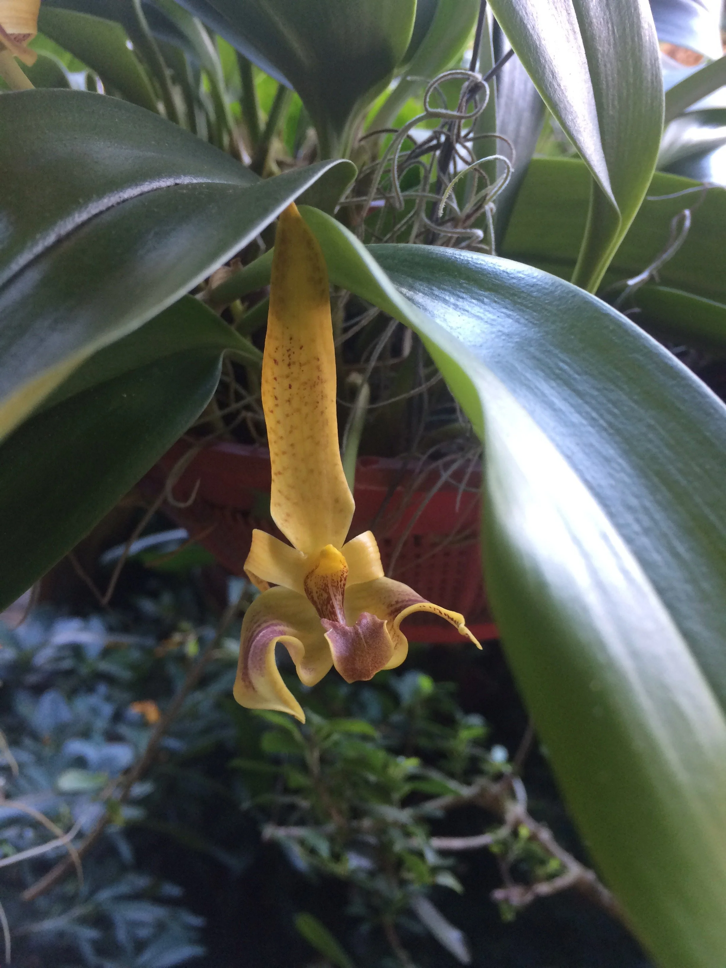 Bulbophyllum orectopetalum (1).jpeg