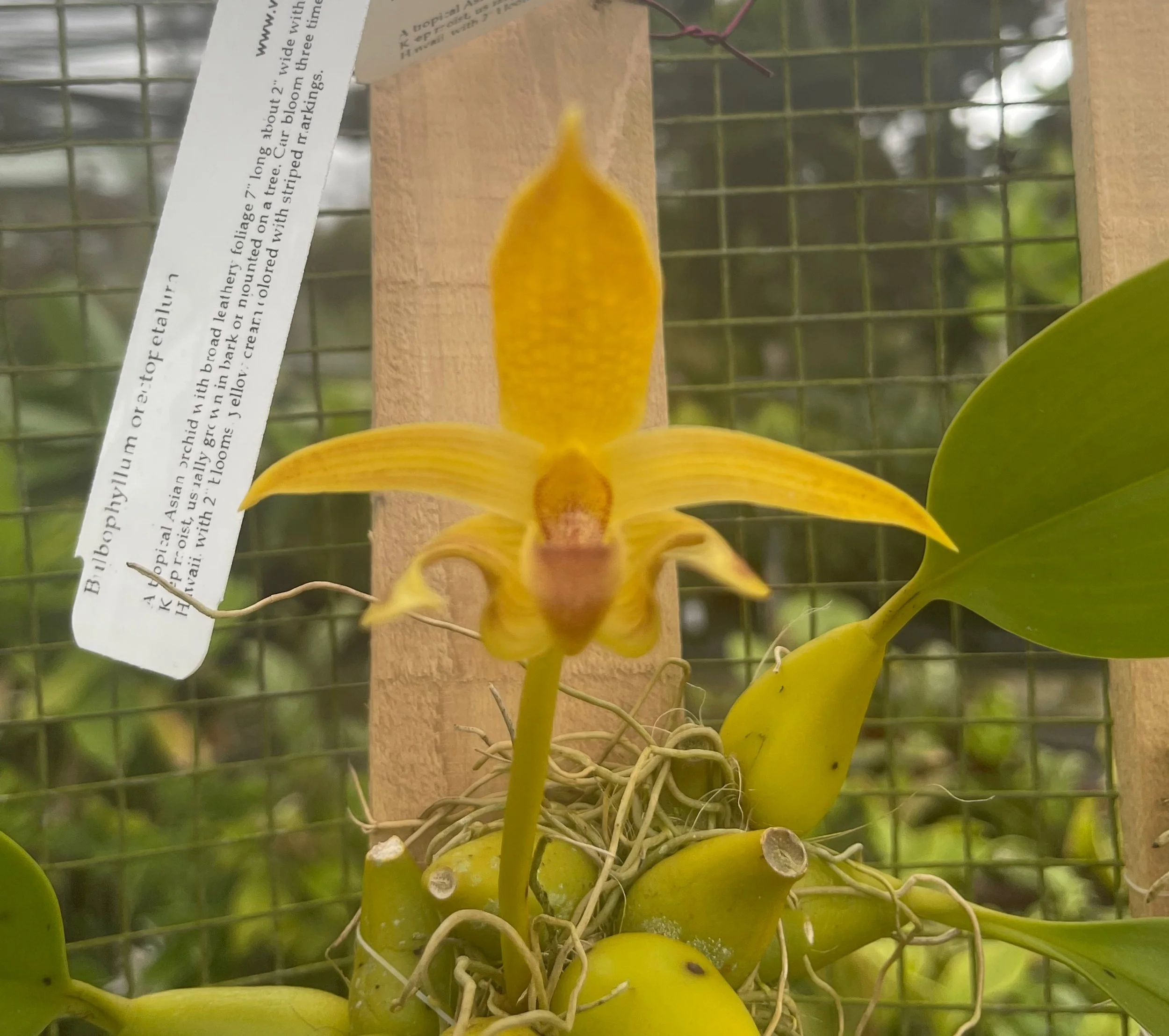 Bulbophyllum orectopetalum (2).jpeg