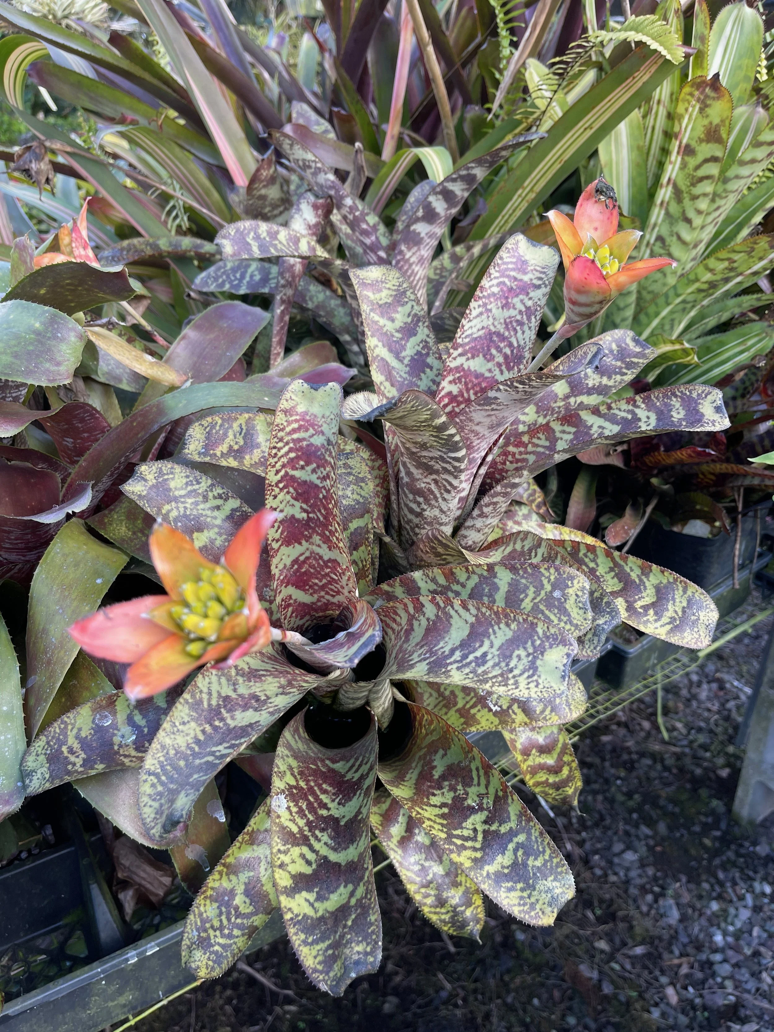 Canistrum seidelianum (2).jpeg