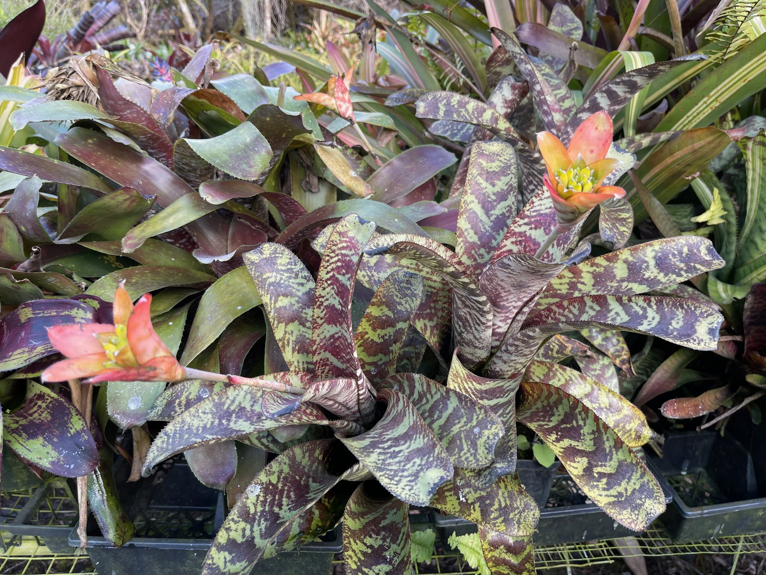 Canistrum seidelianum (3).jpeg