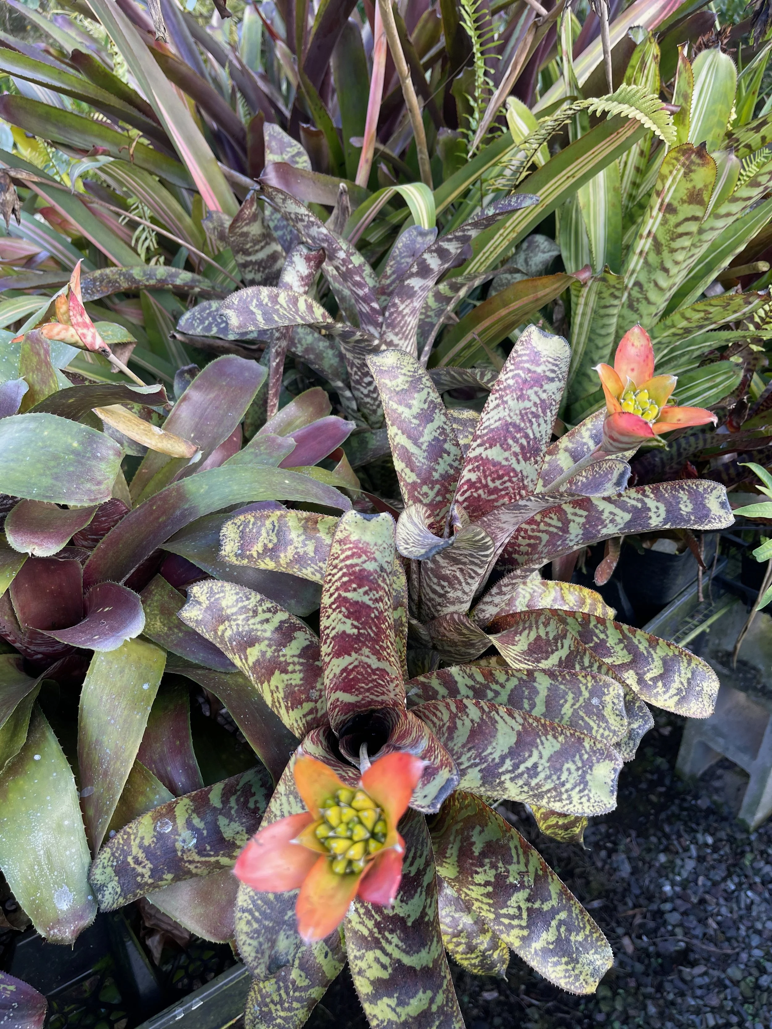 Canistrum seidelianum (4).jpeg