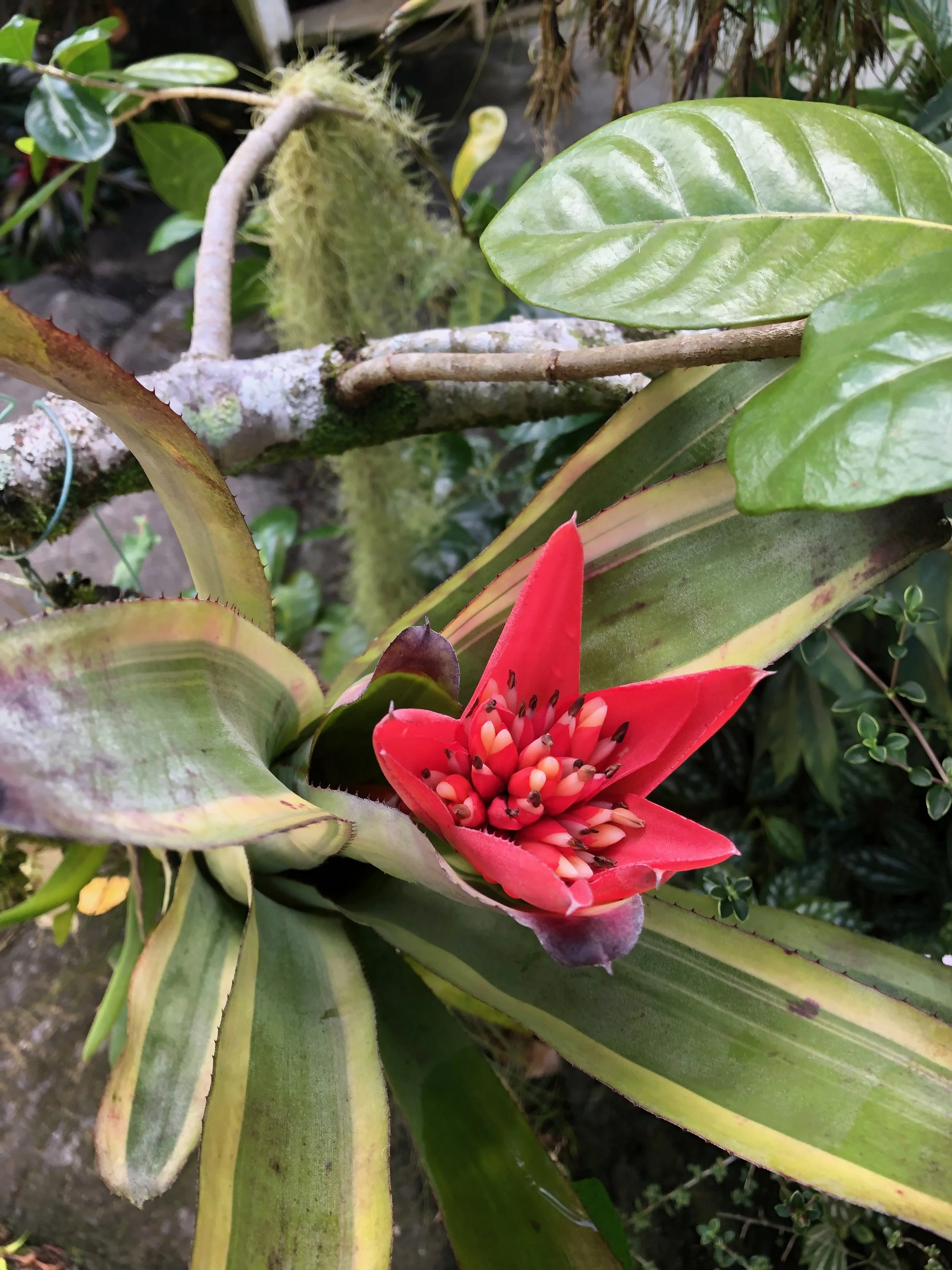 Canmea ‘Galaxy’ Albomarginata (1).jpeg