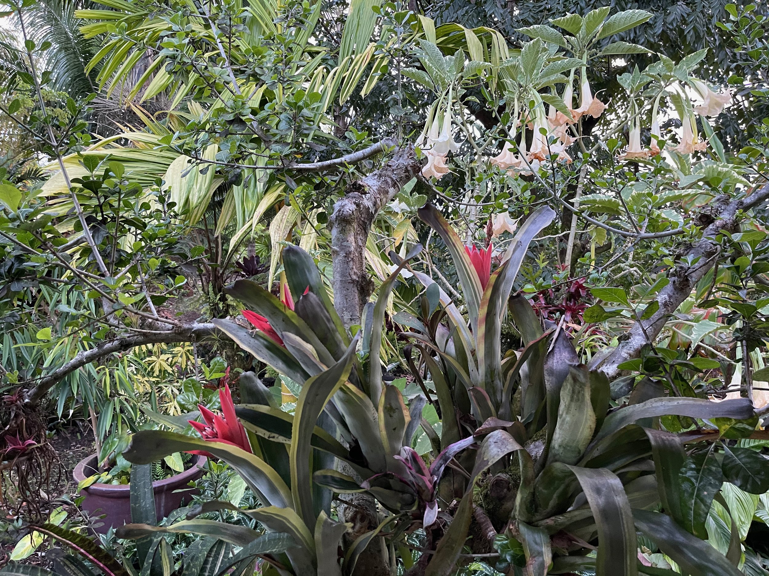 Canmea ‘Galaxy’ Albomarginata (2).jpeg