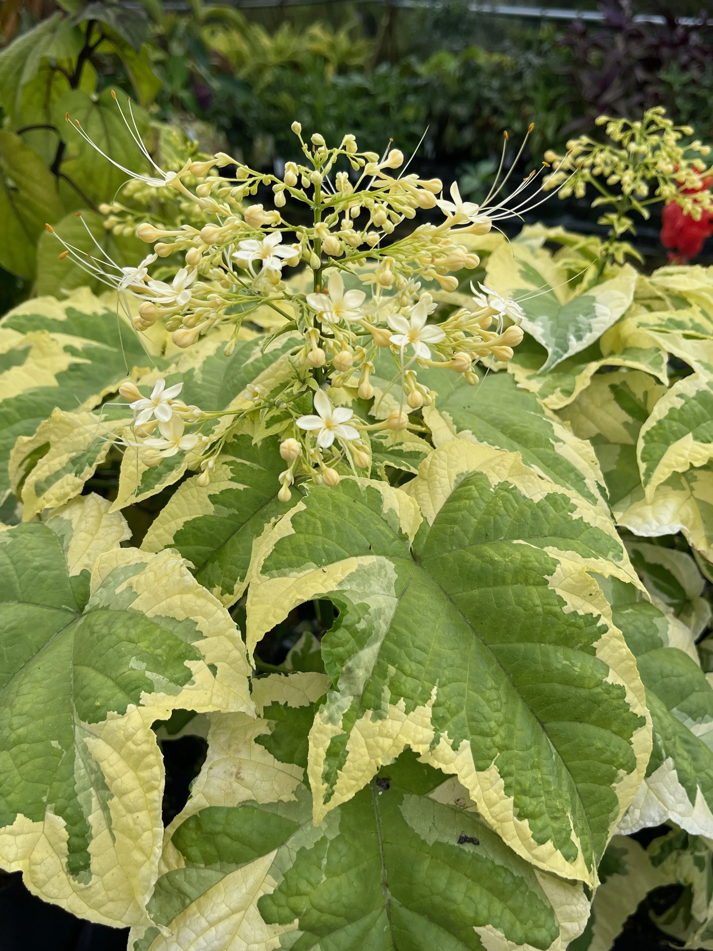 Clerodendrum paniculatum 'Lemon Italian Ice' (2).jpeg