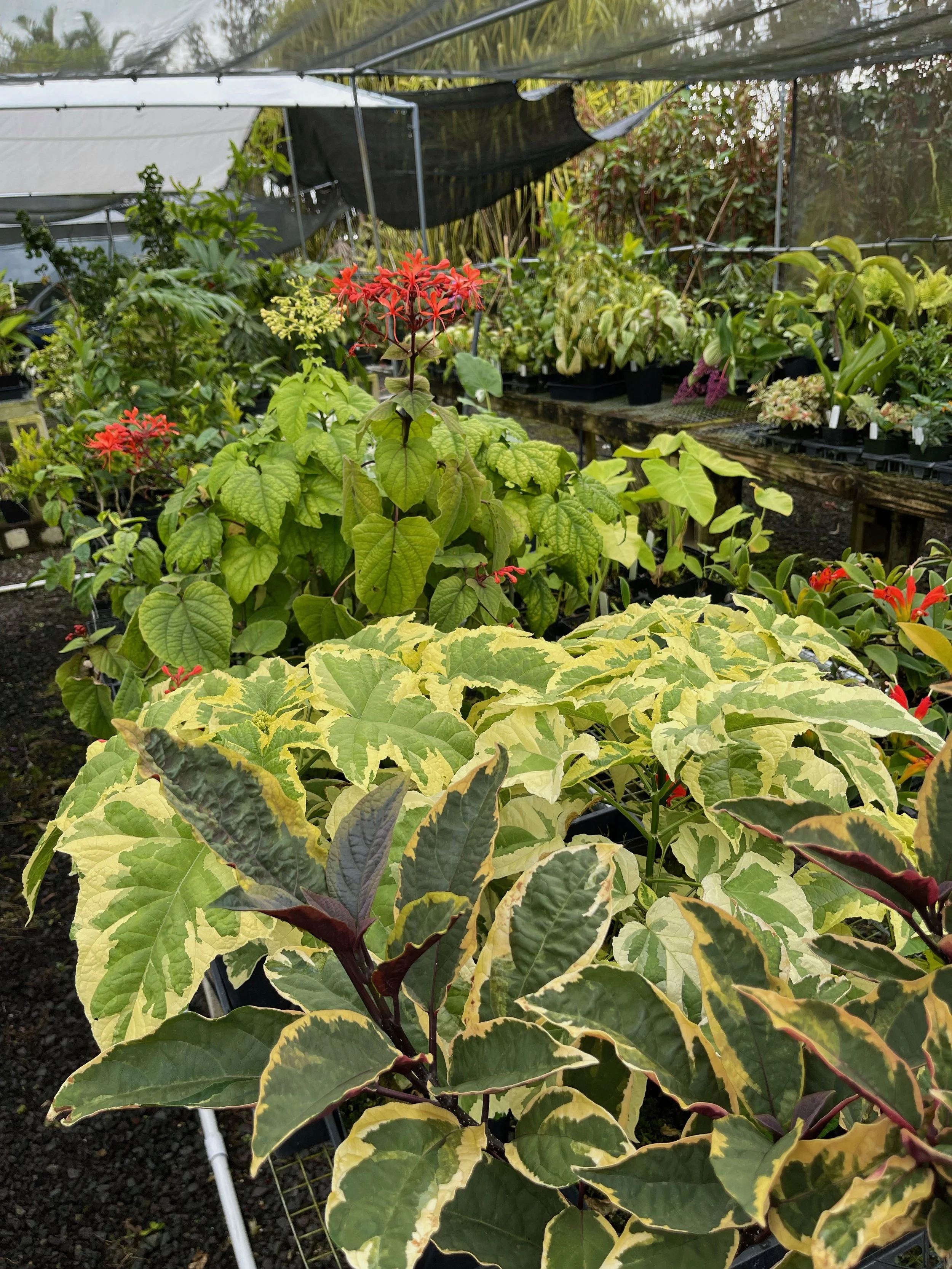 Clerodendrum paniculatum 'Lemon Italian Ice' (1).jpeg