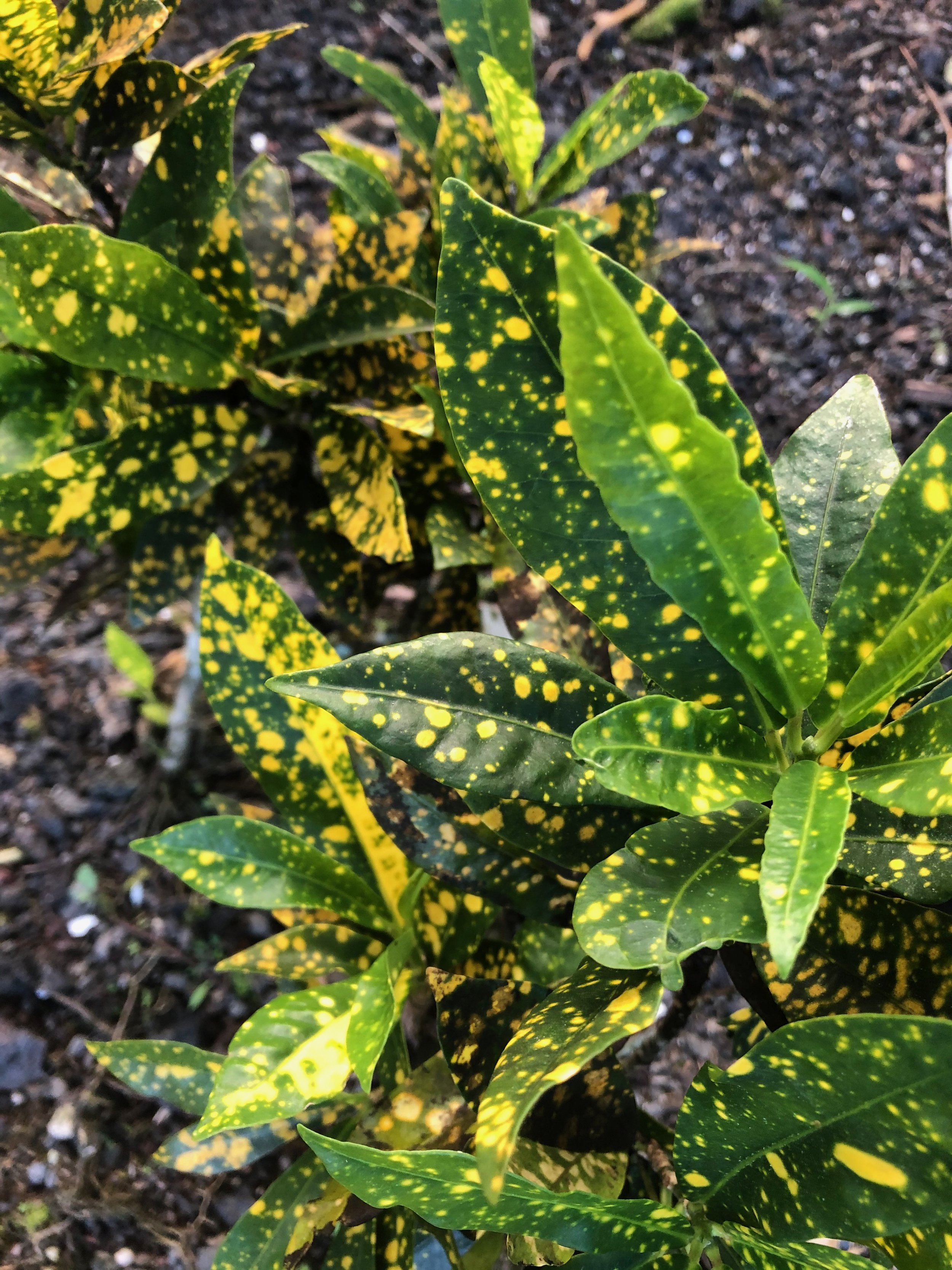 Codiaeum 'Golddust' (2).jpeg