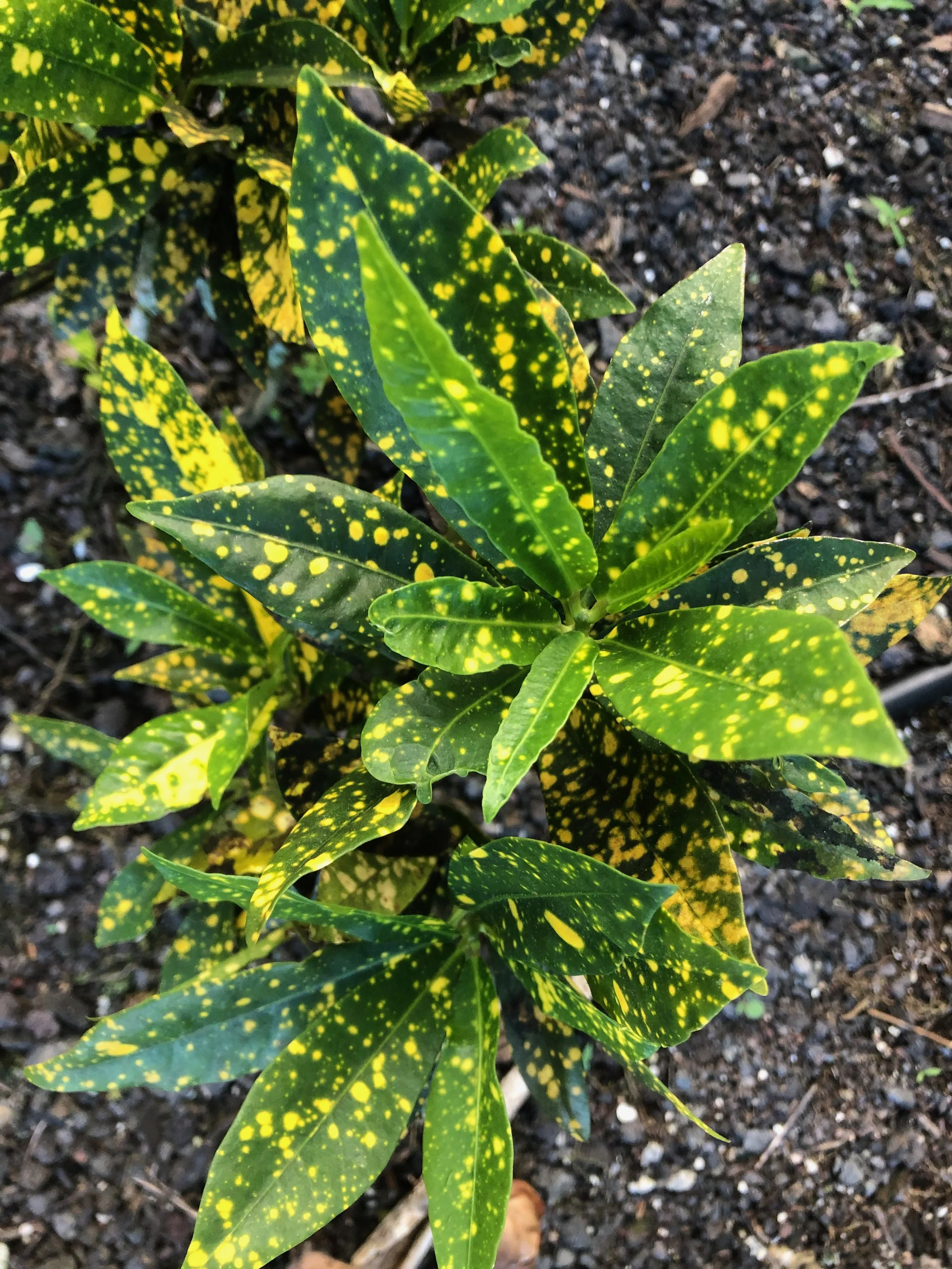 Codiaeum 'Golddust'.jpeg