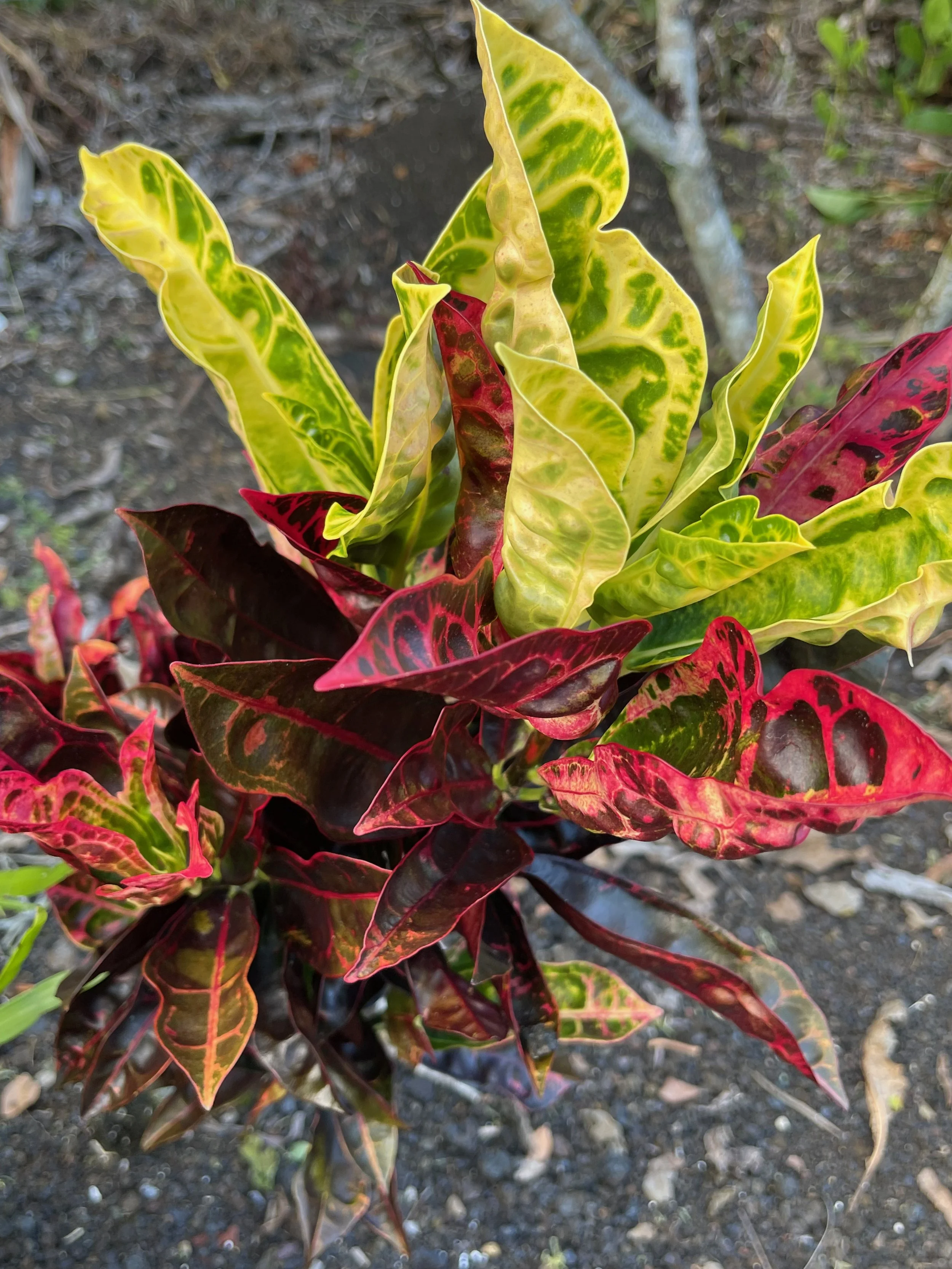 Botanic Tortoise Shell Codiaeum 'Tortoise Shell' ('Turtle Back') — Vintage Green Farms with ...
