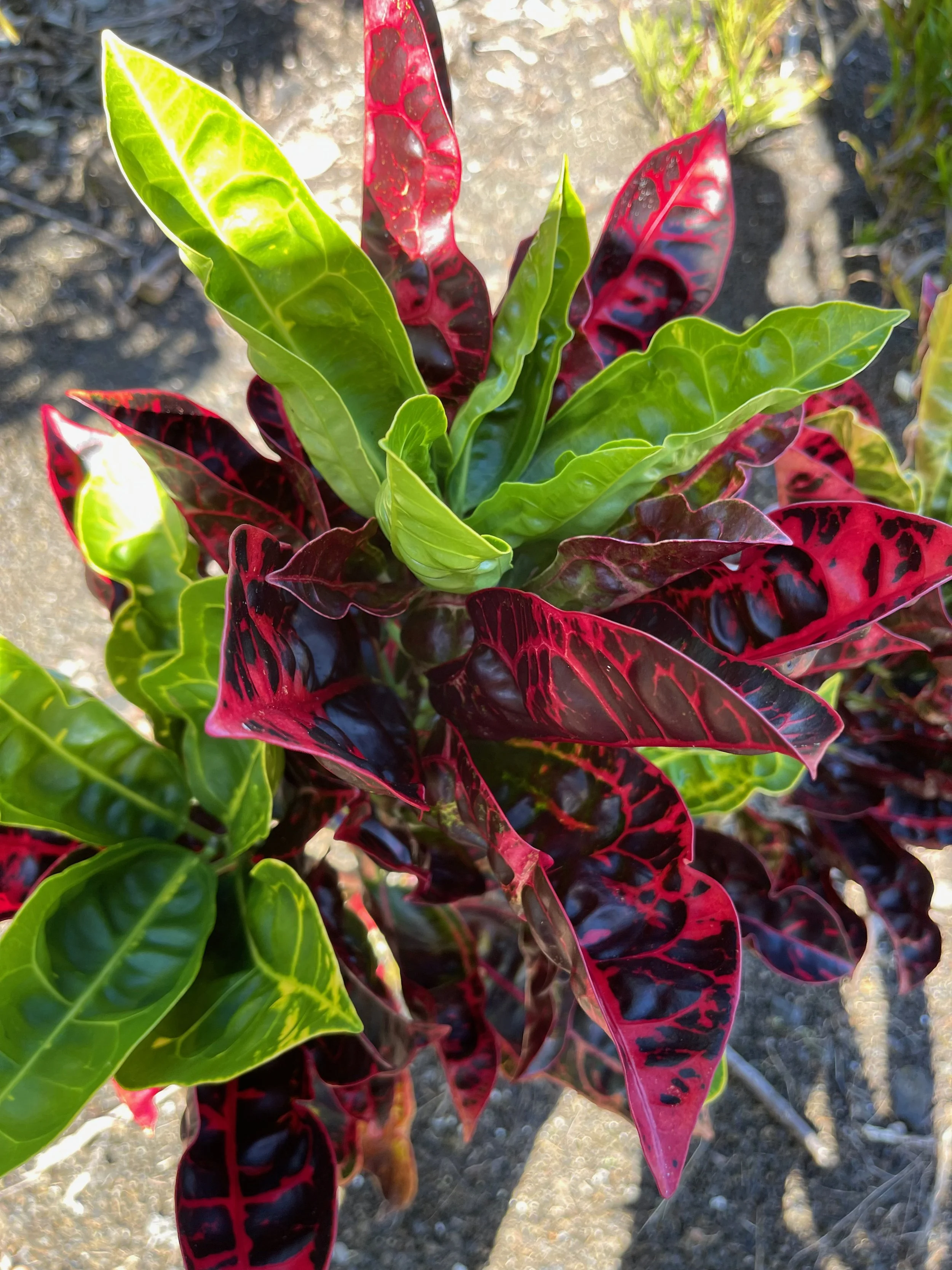 Codiaeum 'Tortoise Shell' ('Turtle Back').jpeg