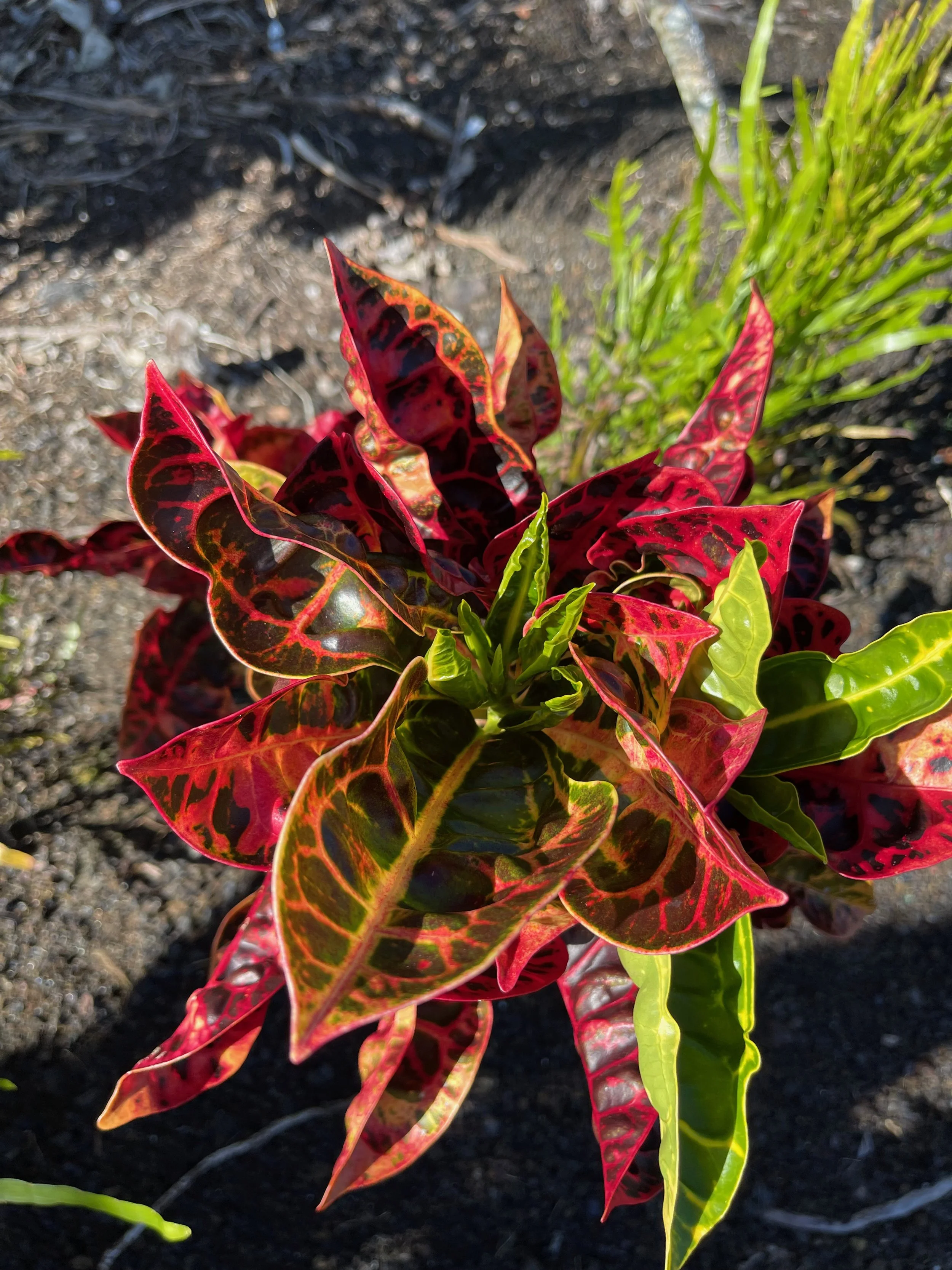 Codiaeum 'Tortoise Shell' ('Turtle Back') (2).jpeg