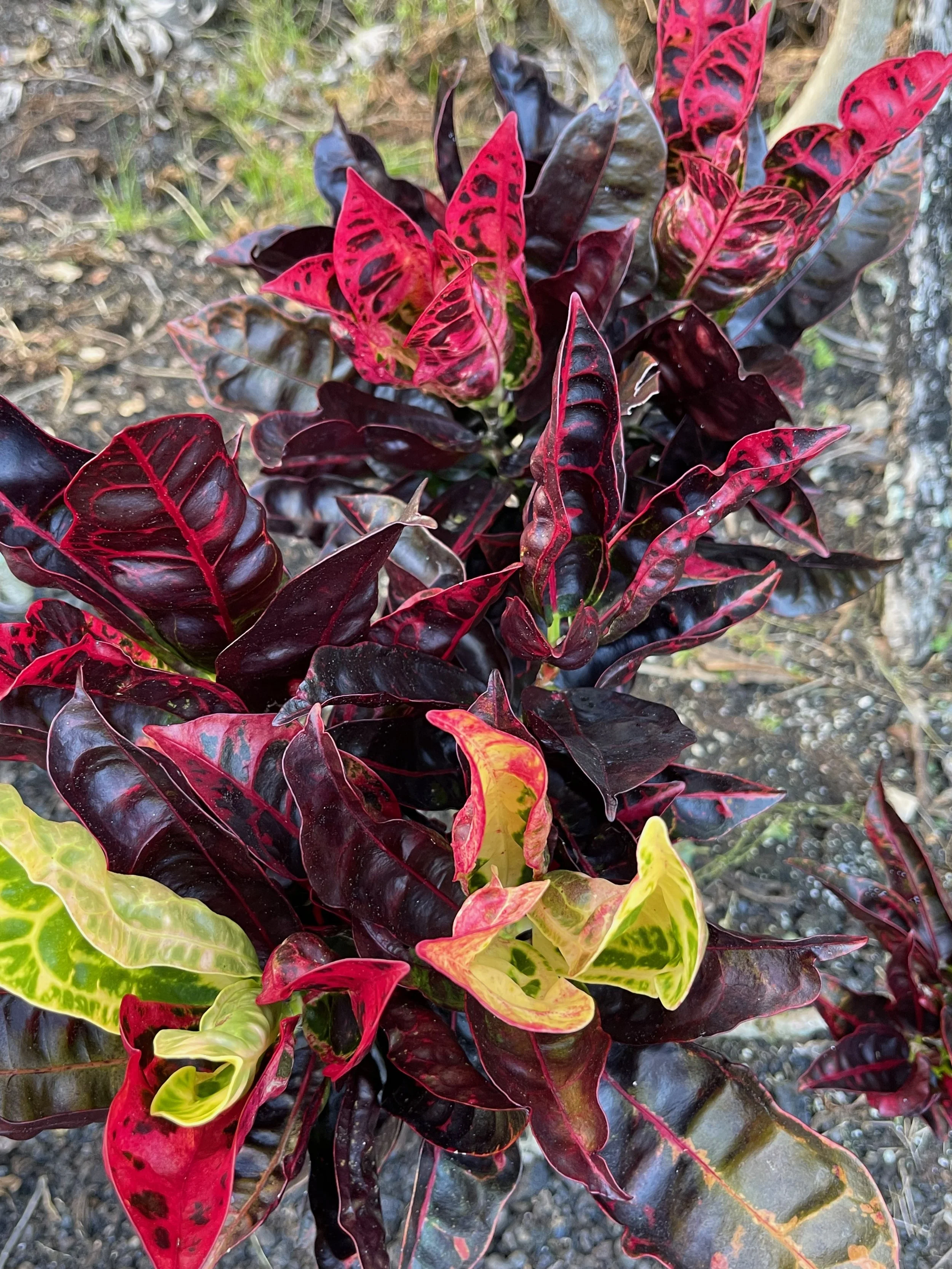 Codiaeum 'Tortoise Shell' ('Turtle Back') (4).jpeg