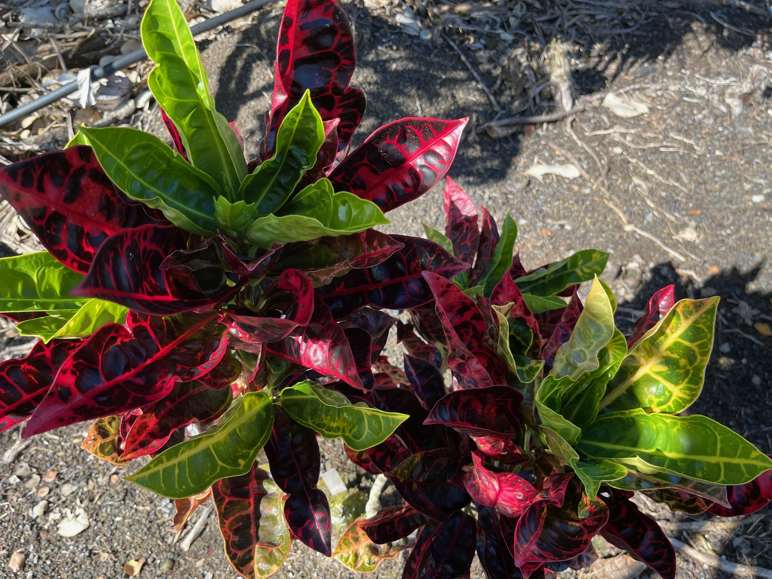 Codiaeum 'Tortoise Shell' ('Turtle Back') (1).jpeg