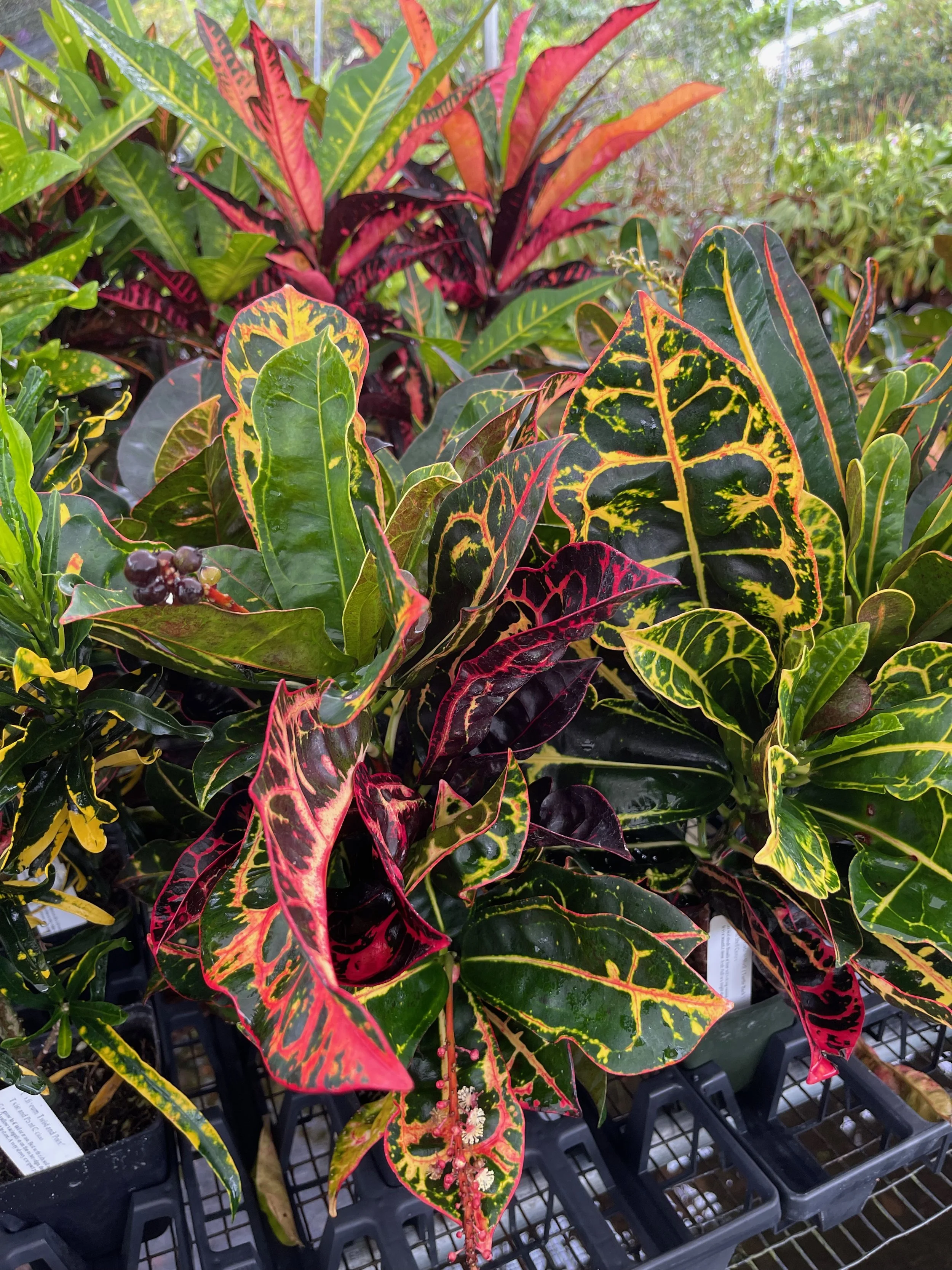 Codiaeum 'Tortoise Shell' ('Turtle Back') (5).jpeg