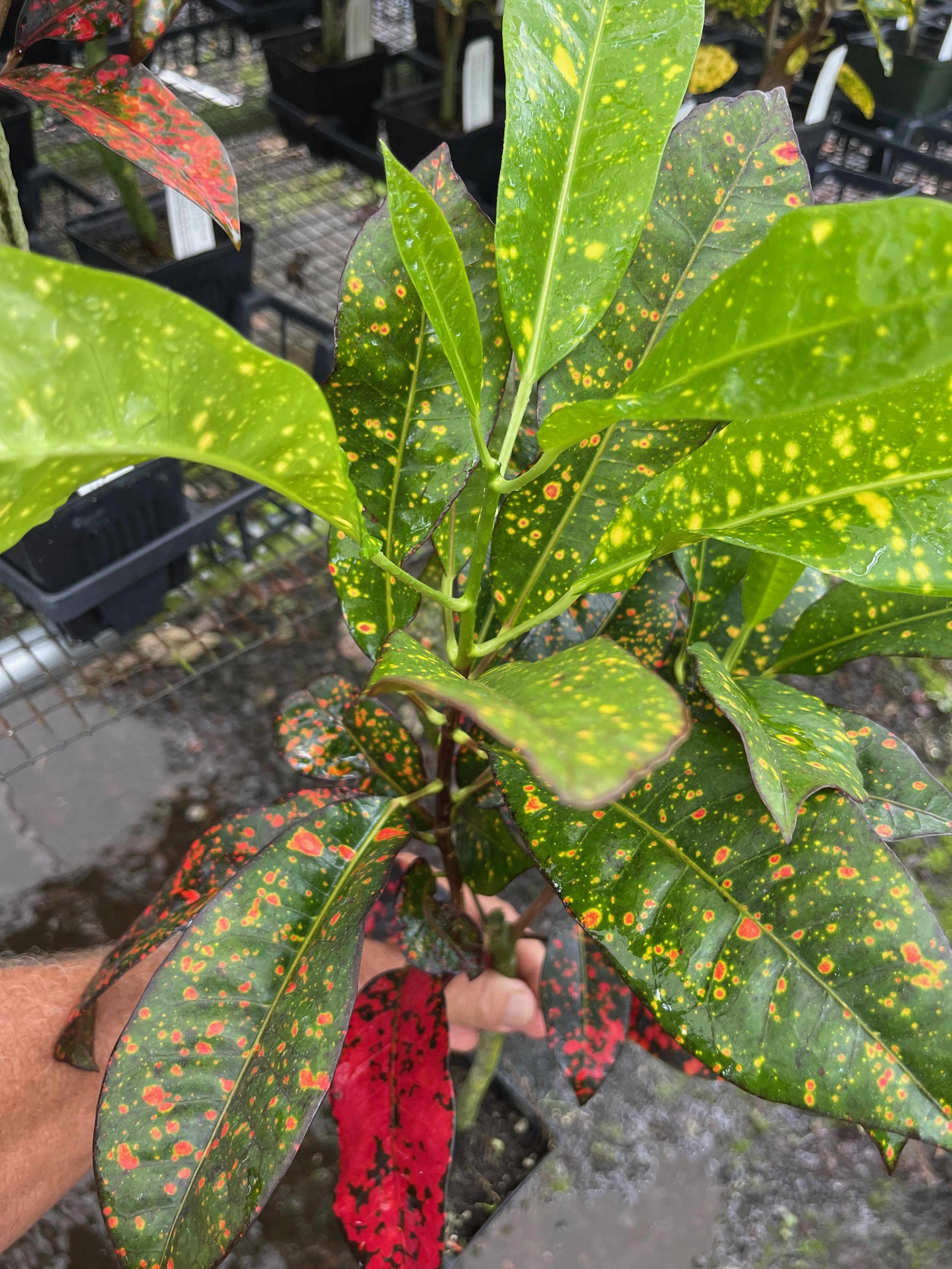 Codiaeum (Kehena Freckles) (2).jpeg