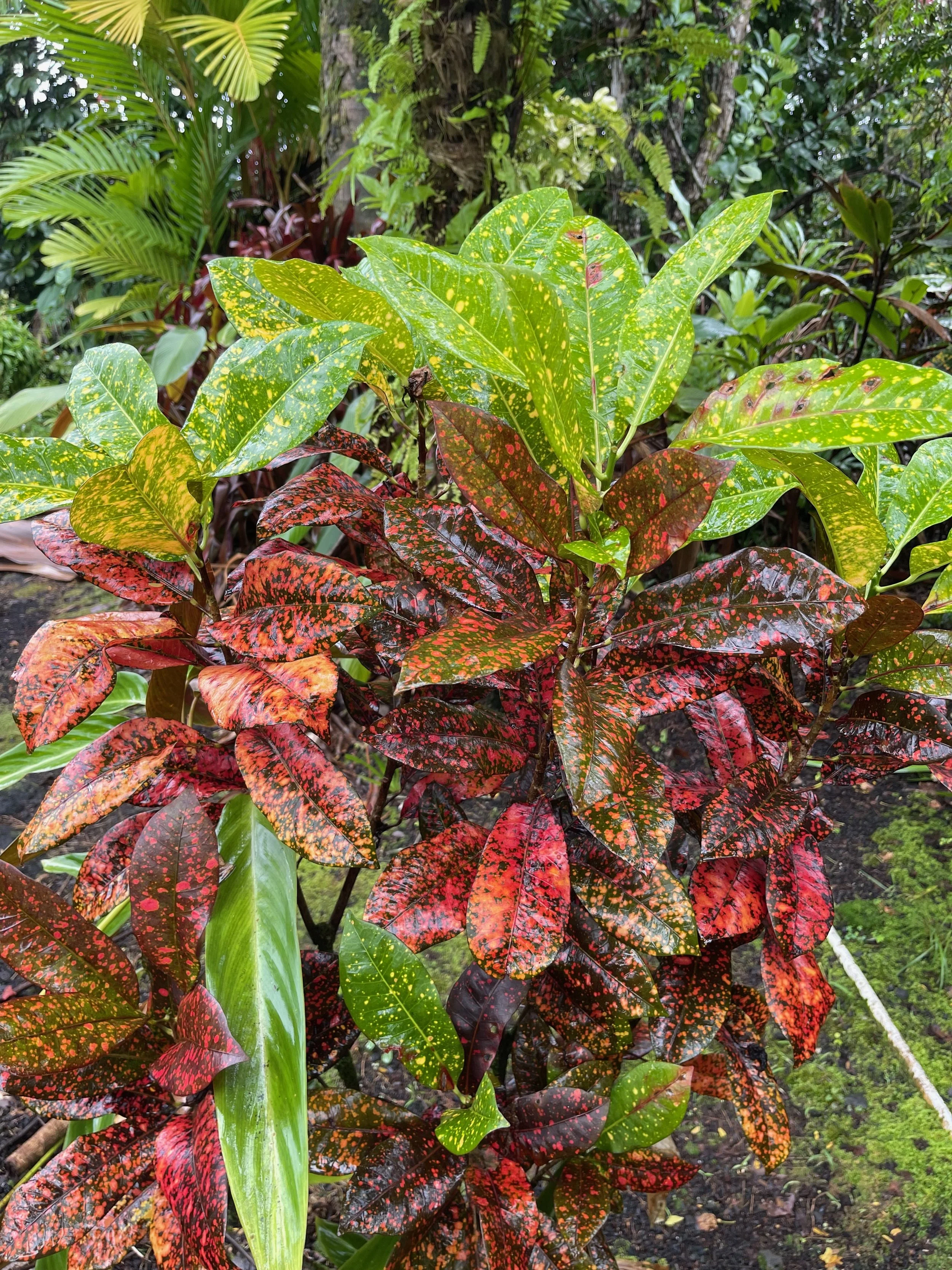 Codiaeum (Kehena Freckles) (3).jpeg
