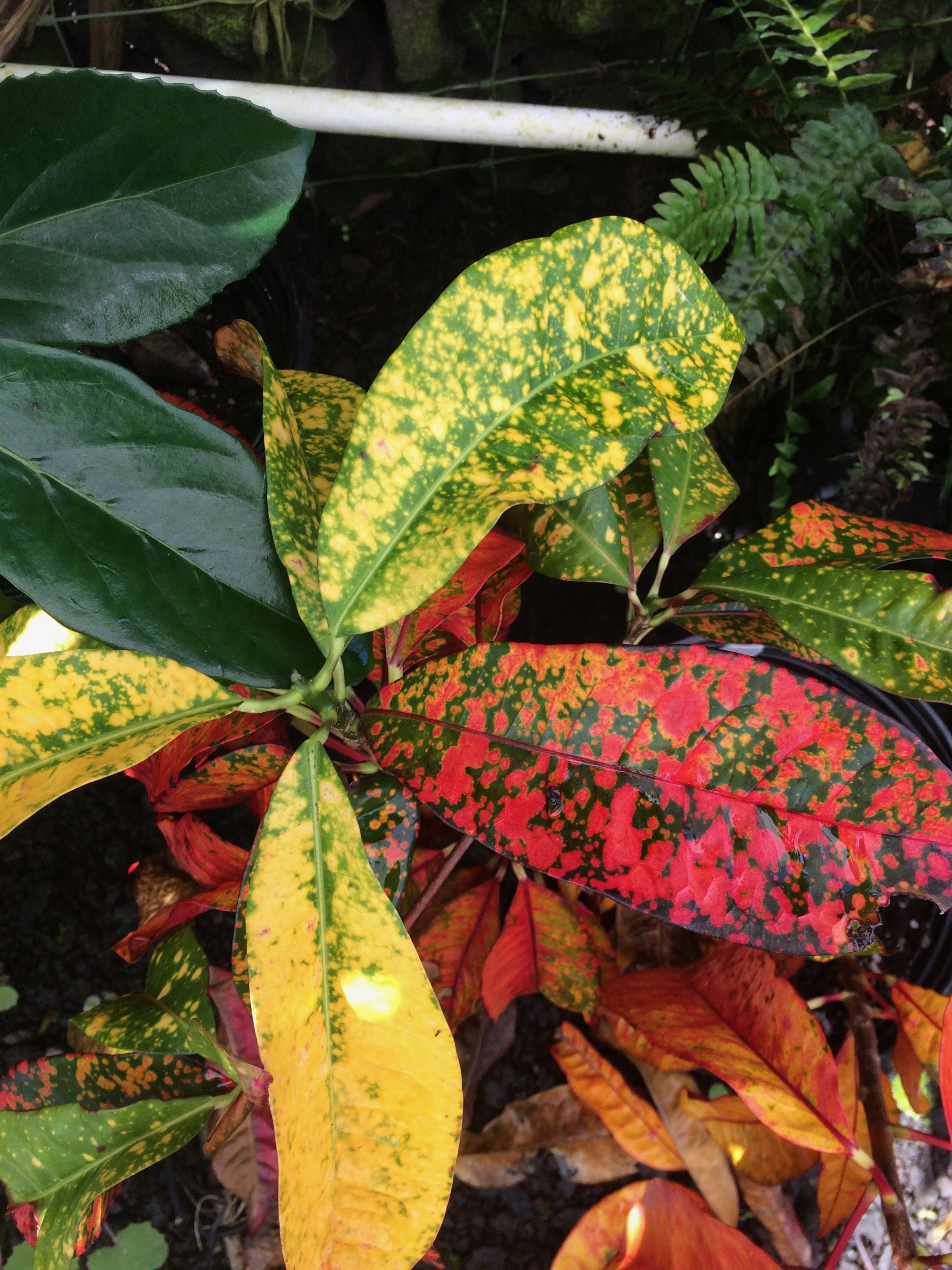 Codiaeum 'Kehena Freckles' (1).jpeg