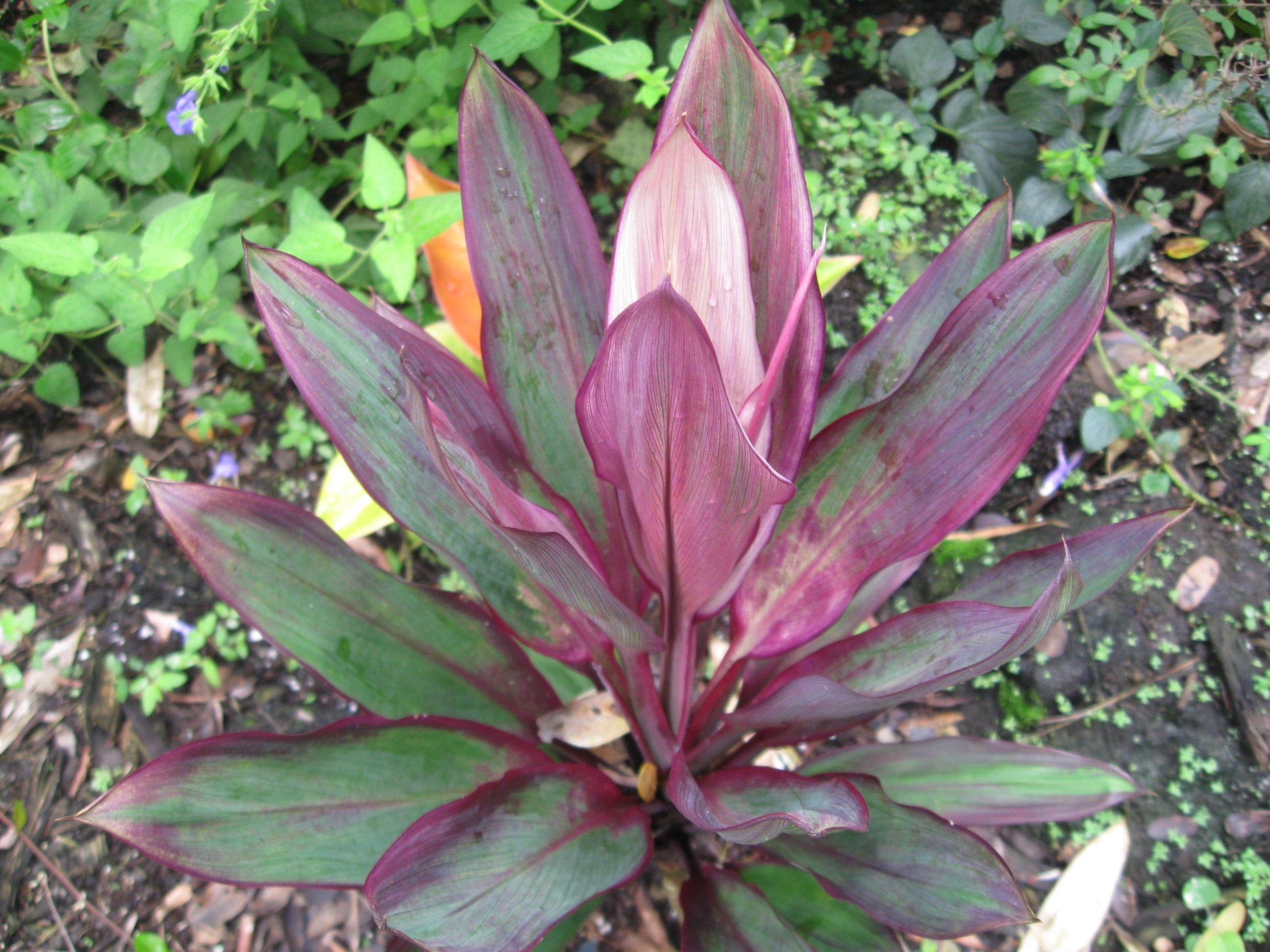 Cordyline terminalis ‘Dwarf Keanae Purple’ (2).jpeg