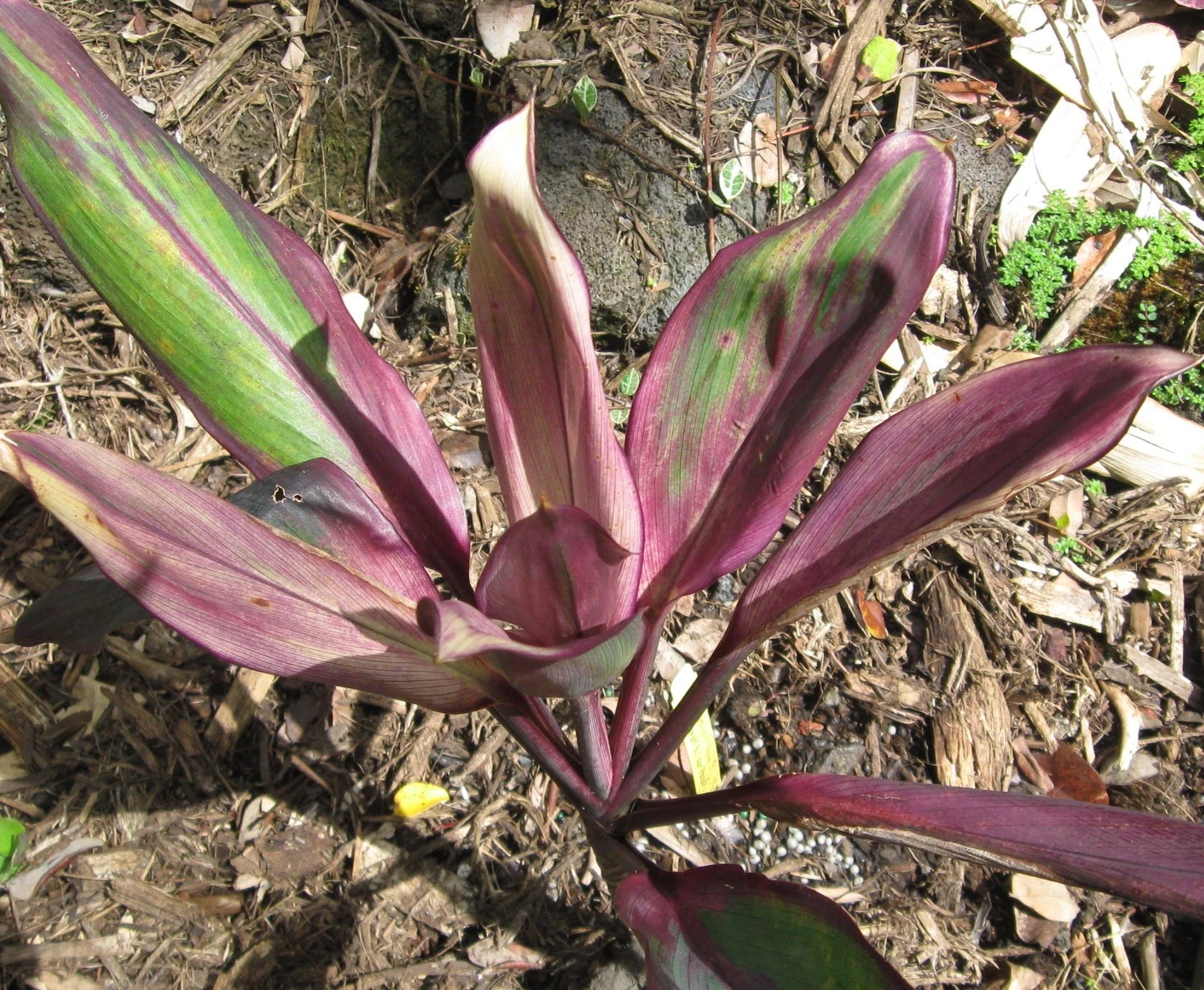 Cordyline terminalis ‘Dwarf Keanae Purple’.jpeg