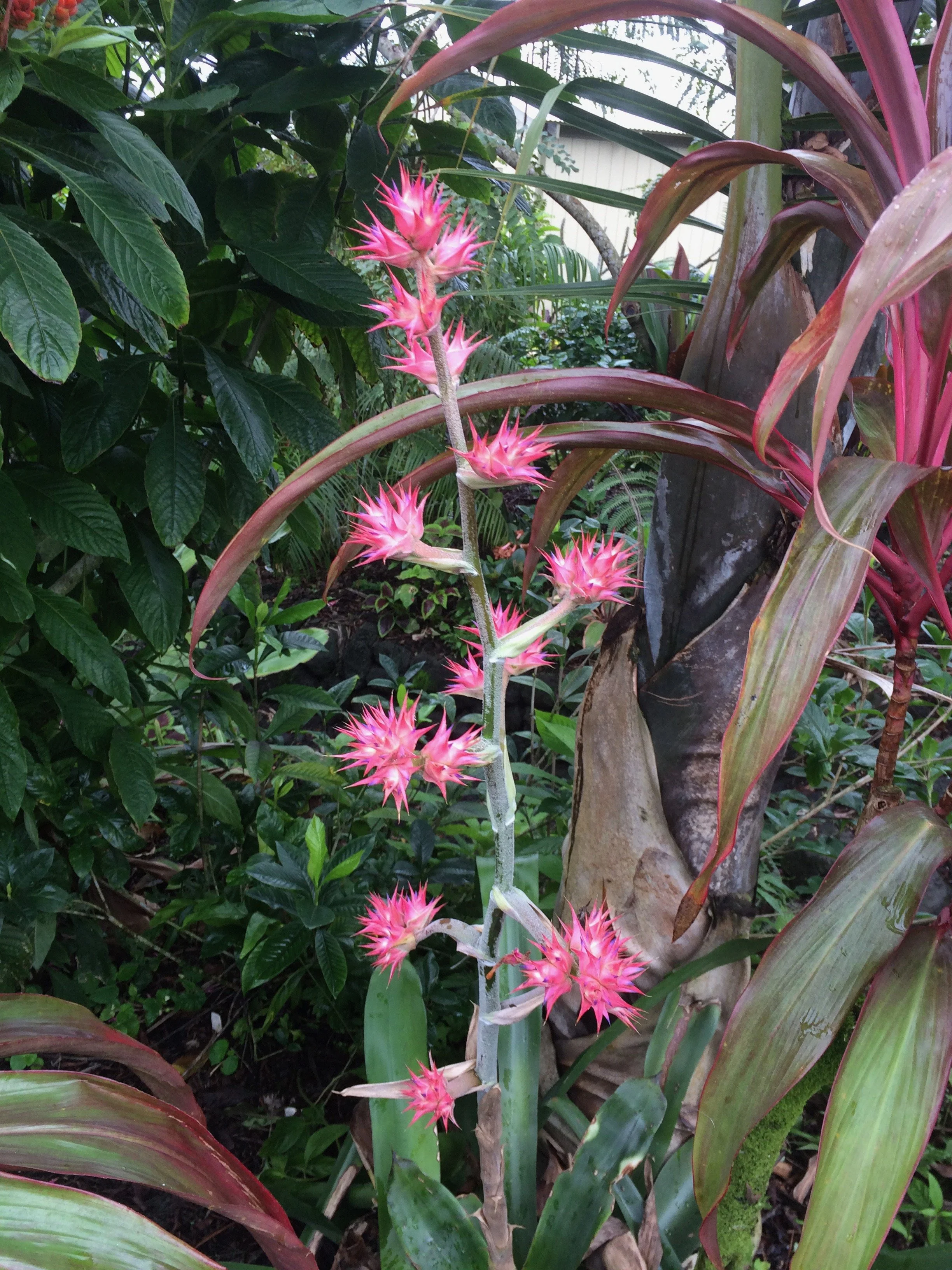 Hohenbergia stellata cv. 'Maria Valentina'.jpeg
