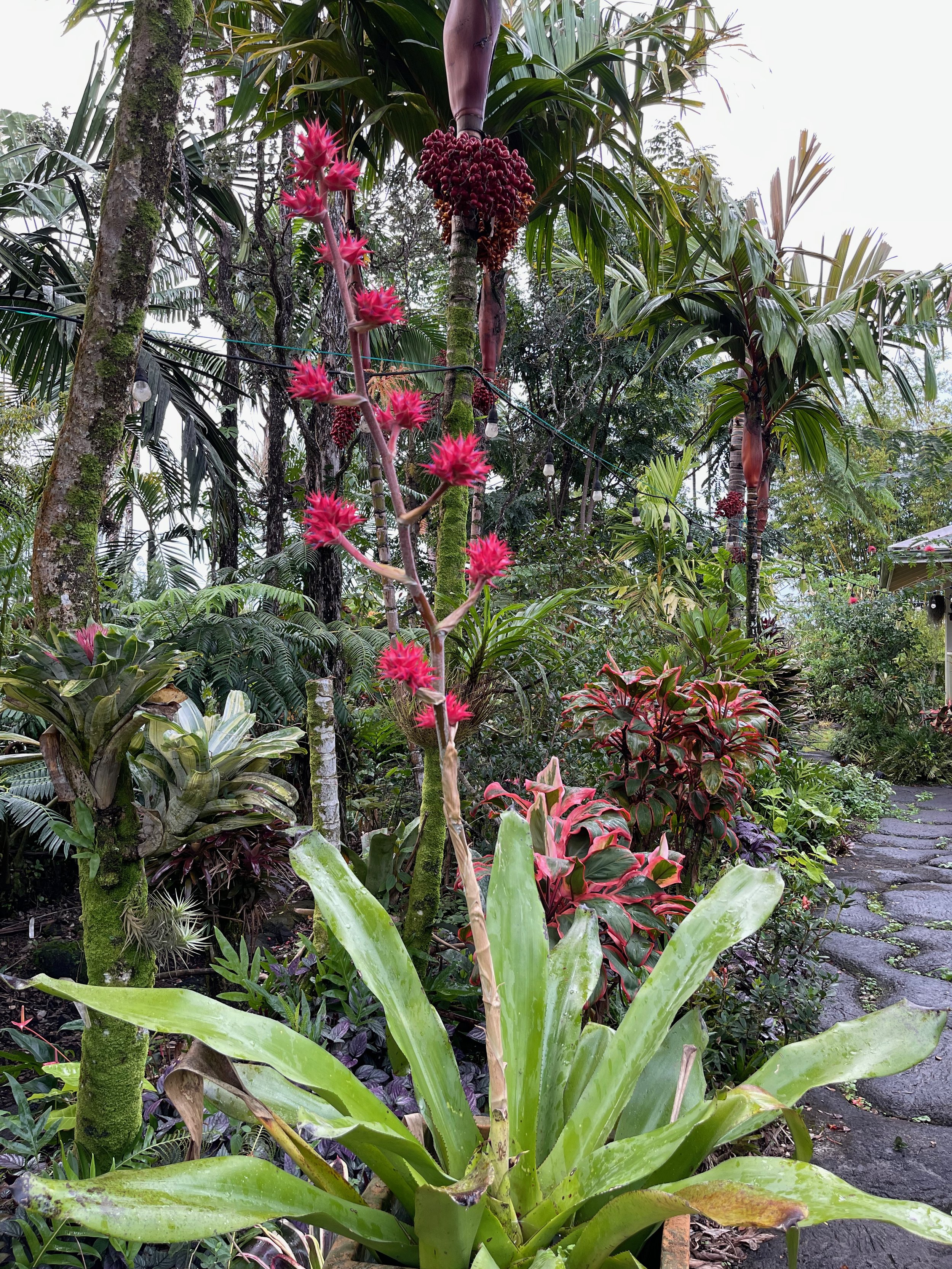 Hohenbergia stellata cv. 'Maria Valentina' (2).jpeg