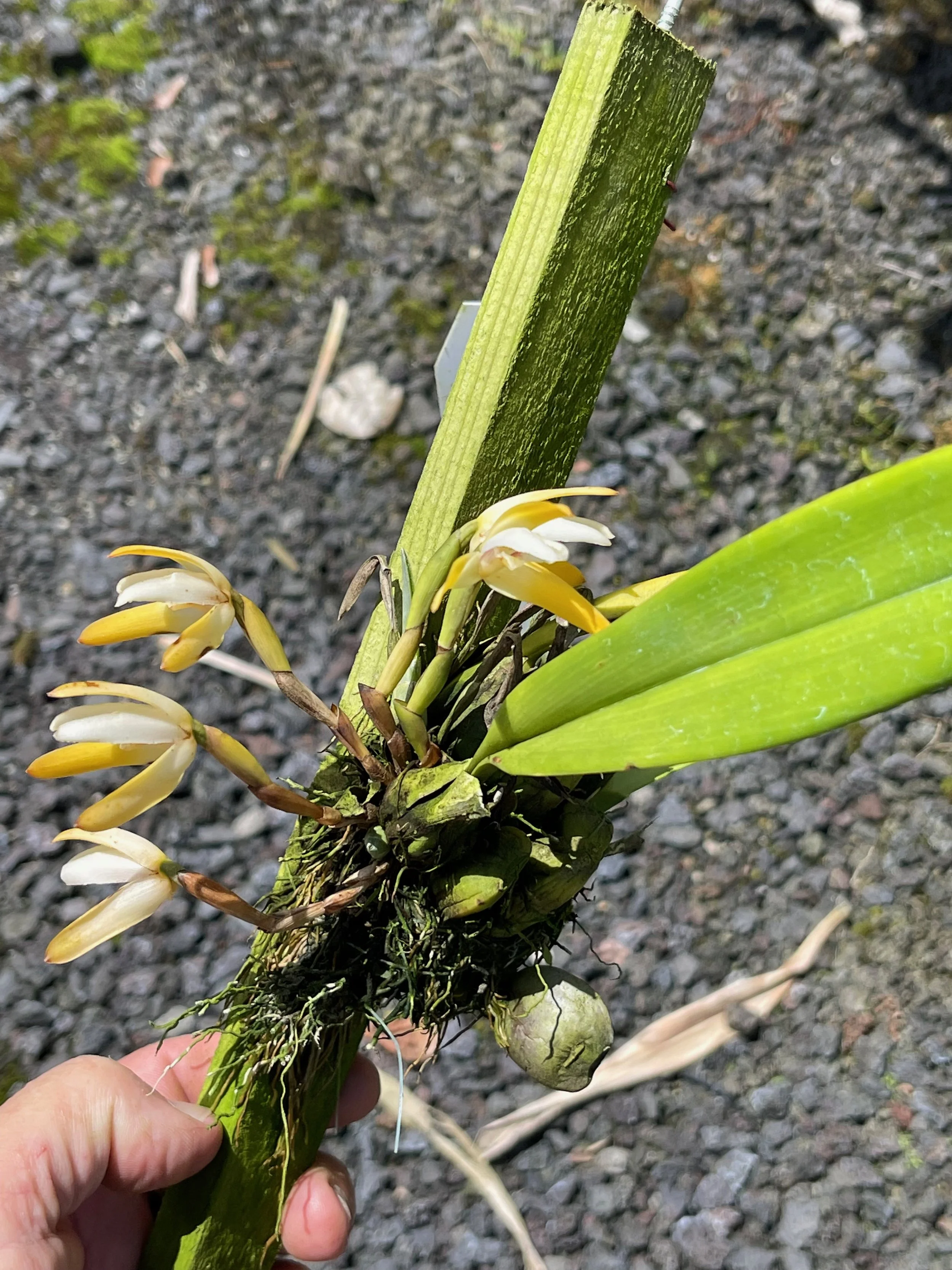 Maxillaria ringens 'Aloha' (1).jpeg