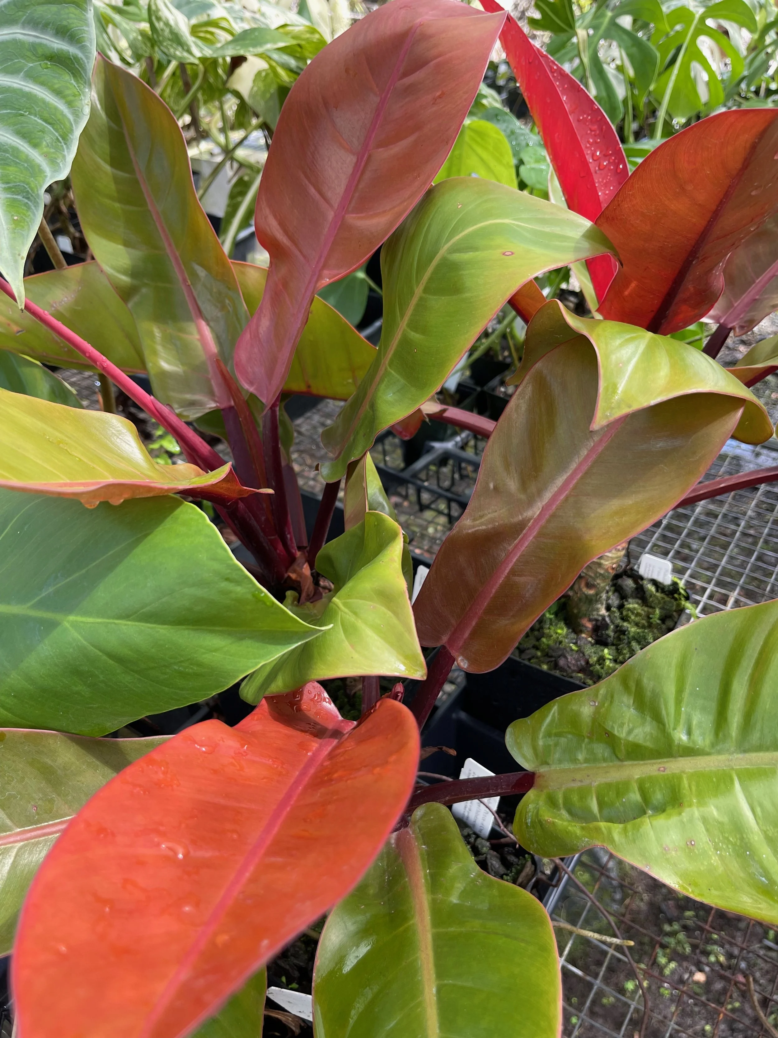 Philodendron 'Prince of Orange' (1).jpeg