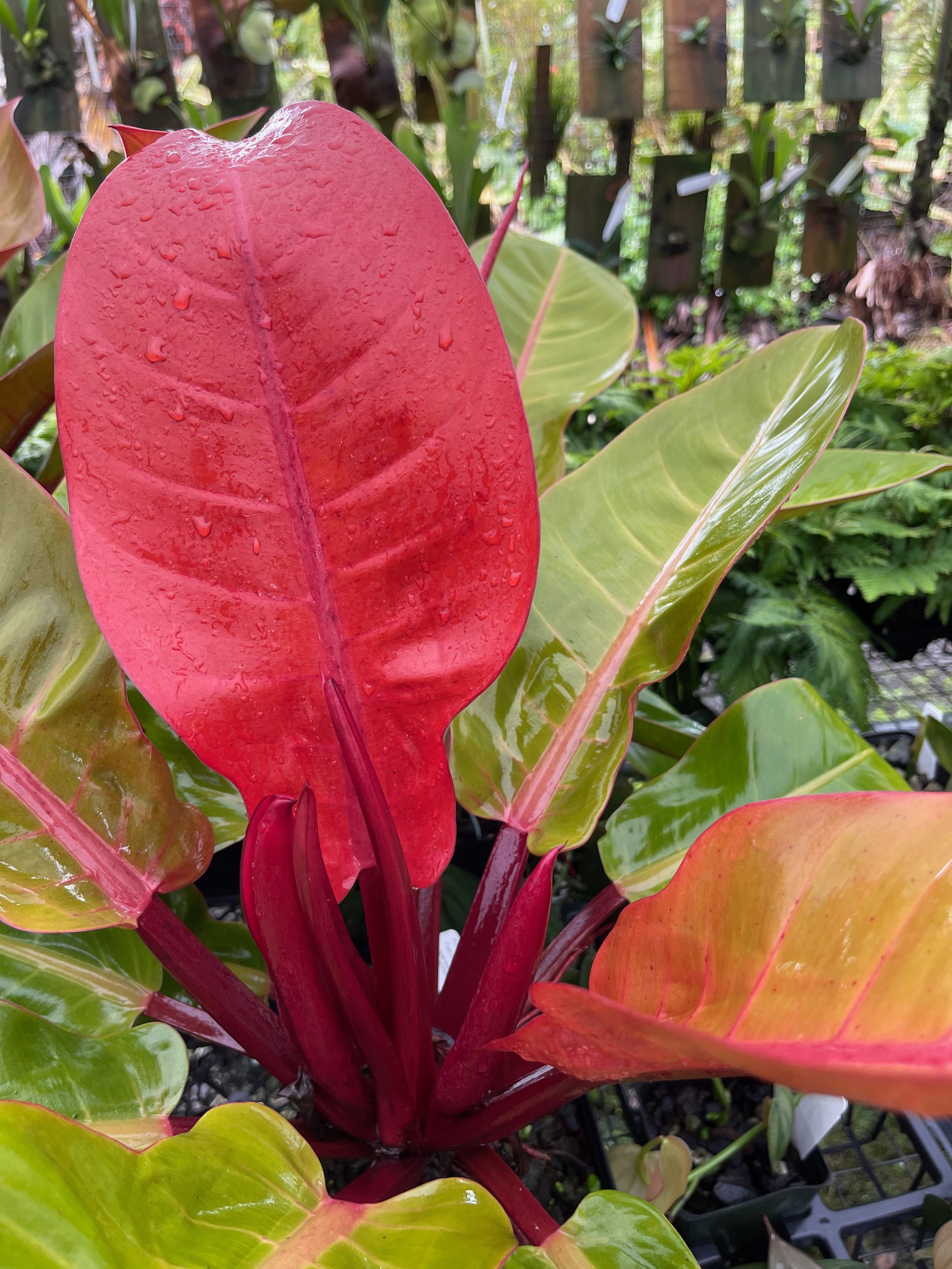 Philodendron 'Prince of Orange' (2).jpeg