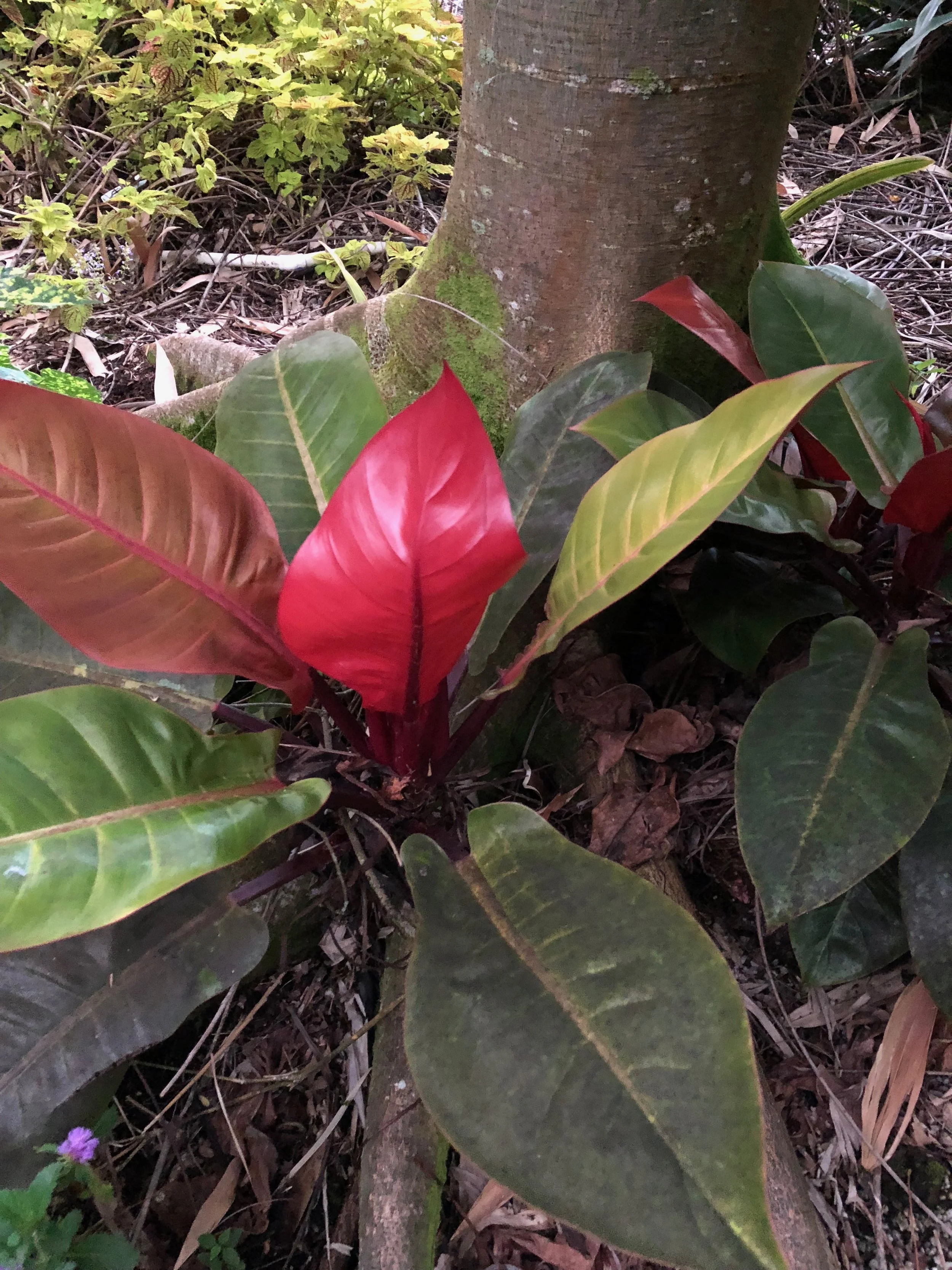 Philodendron 'Prince of Orange'.jpeg
