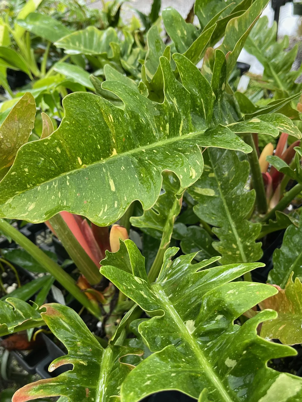 Philodendron 'Ring of Fire'  Vintage Green Farms with Tom Piergrossi