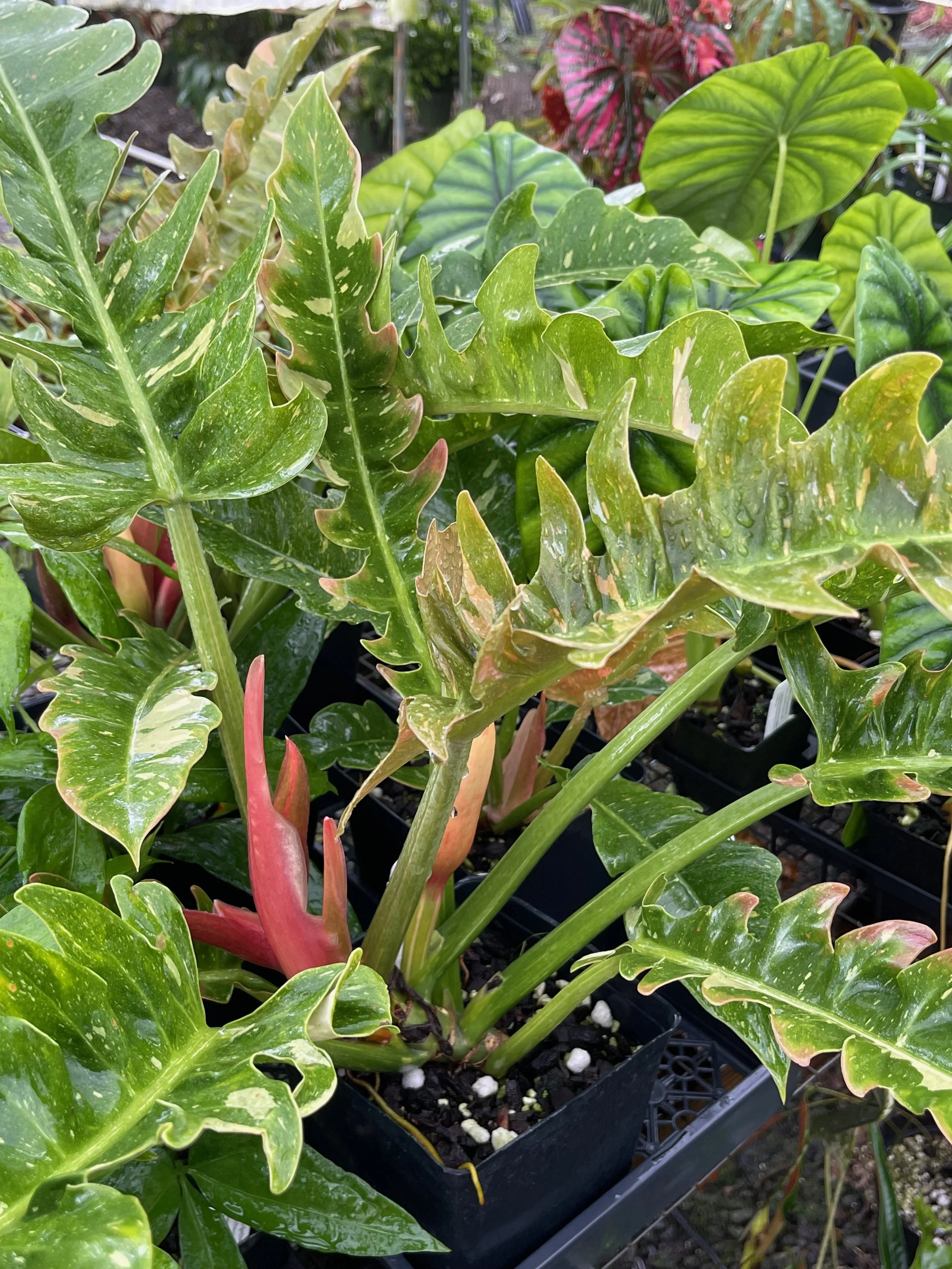 Philodendron ‘Ring of Fire’ — Vintage Green Farms with Tom Piergrossi